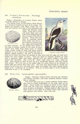 PERCHING BIRDS
491. CLARKE'S NUTCRACKER. Nucifraga
columbiana.
Range. Mountains of western North Amer-
ica from Mexico to Alaska.
The Clarke Crow, as this bird is often known,
is a common resident in most of its range. The
adults are grayish with black wings and cen-
tral tail feathers, the tips of the primaries and
outer tail feathers being
-~i c. white. Their tail is short
,-'-> ;-
'
*
V. and their flight slow and
^;'"
;
.
~
-. ;.* V;
somewhat undulating like
'''.. .
:
.'
-
.
,
'
'
that of some of the Wood-
7l-.
*
-
.
^
*
. ;'.^>:
peckers. Their food con-
sists of anything edible
from seeds and larvae in
the winter to insects, ber-
ries, eggs and young birds
at other seasons. In the spring they retire to
the tops of ranges, nearly to the limit of trees,
where they build their large, nests of sticks,
twigs, weeds, strips of bark, and fibres matted
together so as to form a soft round ball with a
deeply cupped interior; the nest is located at
from ten to forty feet from the ground in pine trees and the eggs are laid early
before the snow begins to leave. They are three in number, grayish in color
with a greenish tinge and finely spotted over the whole surface with dark
brown and lavender. Size 1.30 x .90. Data. Salt Lake Co., Utah, April 25,
1900. Nest placed in pine 40 feet up on a horizontal branch, and not visible
from below. The tree was at the upper edge of a pine forest at an altitude of
about 3000 feet above Salt Lake City. The nest was discovered by seeing the
parent fly into the tree; the next day a nest was found with three young nearly
ready to fly. Collector, W. H. Parker. This set of three eggs is in the oological
collection of Mr. C. W. Crandall.
Grayish blue
Clarke's Nutcracker
492. PINON JAY. Cyanocephalus cyanocephalus.
Bluish white
Range. Western United States between the Rockies
and Sierra Nevadas, and from southern British Colum-
bia to Arizona.
This Crow-like Jay has a nearly uniform bluish plum-
age, and is found abundantly in the pine belts of its
range. Their habits are similar to those of the Clarke
Crow and the nests are similarly built at lower eleva-
tions in pines or junipers. During April or May they lay
from three to five eggs of a bluish white color specked
and spotted with brown. Size 1.20 x .85.
313
 