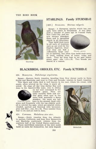 THE BIRD BOOK
Starling
STARLINGS. Family STURNID^
[493.] STARLING. Sturnus vulgaris.
Range. A European species which has cas-
ually been taken in Greenland. It was liber-
ated a number of years ago in Central Park,
New York City, and has
now become abundant
there and is spreading
slowly in all directions.
They build their nests
in all sorts of locations
such as are used by the
English Sparrow, wher-
ever they can find a
sufficiently large crev-
ice or opening; less often they build their nests
in trees, making them of straw, twigs and
trash. They lay from four to six pale bluish
green eggs; size 1.15 x .85. Two broods are
reared in a season.
BLACKBIRDS, ORIOLES, ETC. Family ICTERID^E
494. BOBOLINK. Dolichonyx oryzivorus.
Range. Eastern North America, breeding from New Jersey north to Nova
Scotia and Manitoba, and west to Utah and Nevada; winters in South America.
This black and white bird is well known in the east, where his sweet, wild
music, often uttered on the wing, is much ad-
mired. He sings all day long during May and
June to his Sparrow-like mate, who is sitting
on her nest concealed in the
meadow grass. They are
quite sociable birds and sev-
eral pairs often nest in the
same field, generally a damp
meadow; the nests are hoi-
Grayish white lows in the ground, lined with
grass and frequently with the top slightly arch-
ed to conceal the eggs, which are grayish white,
clouded, spotted and blotched with brownish,
gray and lilac; size .84 x .62. They number from
four to six and are laid in June.
495. COWBIRD. Molothrus ater ater.
Range. North America from the Atlantic
to eastern California, and from New Brunswick
and Manitoba southward; winters from the
southern half of the United States southward.
These uncivilized members of the bird world
build no nests for themselves, but slyly deposit Bobolink
3X4
 