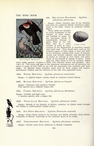 THE BIRD BOOK
498. RED-WINGED BLACKBIRD. Agelaius
phceniceus phceniceus.
jtiiuish white
Red-winged Blackbird
-**|>*^^^" / Range. North America east of the Rockies
* .
'
i.
an(j from the southern British Provinces south-
ward to the Gulf; winter in southern United
States.
These birds are familiar ..
to every frequenter of the
country, in their range;
too familiar to many, for
the enormous flocks do
considerable damage to
grain fields in the fall.
They also do a great
amount of good at other
seasons in the destruction of injurious insects
and weed seed. They breed from April in the
southern parts of their range to May and June
in the northern, making their nests of grasses,
woven and twisted together and placing them
in bushes in swamps or over water, and some-
times on the ground in clumps of grass. Their
eggs are from three to five in number, bluish
white boldy spotted, clouded or lined with blackish brown and purplish. Size
1.00 x .70. The nests and eggs of the numerous sub-species are all precisely the
same as those of this bird, so we will but enumerate the varieties and their
range. To identify these varieties other than by their ranges will require
micrometer calipers and the services of the men who separated them.
498a. SONORA RED-WING. Agelaius phceniceus sonoriensis.
Range. A slightly larger variety found in southern United States.
498b. BAHAMA RED-WING. Agelaius phceniceus bryanti.
Range.-- Bahamas and southern Florida.
This species has a slightly longer bill.
498c. FLORIDA RED-WING. Agelaius phceniceus floridanus.
Range. Florida and Gulf coast.
A smaller species with a longer bill.
498d. THICK-BILLED RED-WING. Agelaius phceniceus fortis.
Range. Breeds in the interior of British America; in winter south through
the Plains to southwestern United States.
498e. SAN DIEGO RED-WING. Agelaius Phceniceus neutralis.
Range. Great Basin between the Rockies and Sierra Nevadas, from British
Columbia to Mexico, wintering in the southern parts of its range.
498f. NORTHWESTERN RED-WING. Agelaius phceniceus caurinus.
Range. Pacific coast from California to British Columbia.
316
 