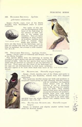 PERCHING BIRDS
499- BICOLORED RED-WING. Agelaius
gubernator californlcus.
Range. Pacific coast, west of the Sierra
Nevadas, from Washington south to Lower
California.
The males of this spe-
cies are distinguished from
those of the Red-wings by
the absence of light mar-
gins to the orange red
shoulders. They are fairly
abundant in their restrict-
ed localities, building their
Dull bluish white nest
/
in swamps about
ponds and streams. The
nests are like those of the Red-wings, and the
eggs are similar and with the same great varia-
tions in markings, but average a trifle smaller;
size .05 x .67.
Meadowlark
500. TRICOLORED RED-WING. Agelaius tricolor.
Range. Pacific coast of California and Oregon ;
rare east
of the Sierra Nevadas.
This species differs from the Red-wing in having the
shoulders a much darker red and the median coverts white
instead of buffy. Like the last species they have a limited
range and are nowhere as common as are the Red-wings in
the east. Their nests are like those of the Red-wings and
the eggs are not distinguishable in their many variations,
but they appear to be more often lined than those of the
former.
Dull bluish white
501. MEADOWLARK. Sturnella magna magna.
Range. North America east of the Plains and north to
Nova Scotia and Manitoba; winters from New England
southward.
This handsome dweller among our fields and meadows is
frequently heard giving his high, pleasing, fiute-like whistle
with its variations; his beautiful
yellow breast with its black
crescent is not so frequently
seen in life, for they are usually
quite shy birds. They artfully
conceal their nests on the ground
among the tall grass of meadows,
arching them over with dead
grass. During May or June they
lay from four to six white eggs.
White
speckled over the whole surface with reddish brown and
purplish; size 1.10 x .80.
501 a. Rio GRANDE MEADOWLARK. Sturnella magna
hoopesi.
Range. A brighter and slightly smaller variety found
along the Mexican border.
317
 