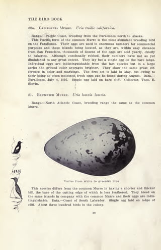 THE BIRD BOOK
30a. CALIFORNIA MURRE. Uria troille californica.
Range. -Pacific Coast, breeding from the Farallones north to Alaska.
This Pacific form of the common Murre is the most abundant breeding bird
on the Farallones. Their eggs are used in enormous numbers for commercial
purposes and these islands being located, as they are, within easy distance
from San Francisco, thousands of dozens of the eggs are sold yearly, chiefly
to bakeries. Although continually robbed, their numbers have not as yet
diminished to any great extent. They lay but a single egg on the bare ledge.
Individual eggs are indistinguishable from the last species but in a large
series the ground color averages brighter. They show the same great dif-
ference in color and markings. The first set is laid in May, but owing to
their being so often molested, fresh eggs can be found during August. Data.
Farallones, July 4, 1895. Single egg laid on bare cliff. Collector, Thos. E.
Slevin.
SI. BRUNNICH MURRE. Uria lomvia lomvia.
Range. North Atlantic Coast, breeding range the same as the common
Murre.
Varies from white to greenish blue
This species differs from the common Murre in having a shorter and thicker
bill, the base of the cutting edge of which is less feathered. They breed on
the same islands in company with the common Murre and their eggs are indis-
tinguishable. Data. Coast of South Labrador. Single egg laid on ledge of
cliff. About three hundred birds in the colony.
 