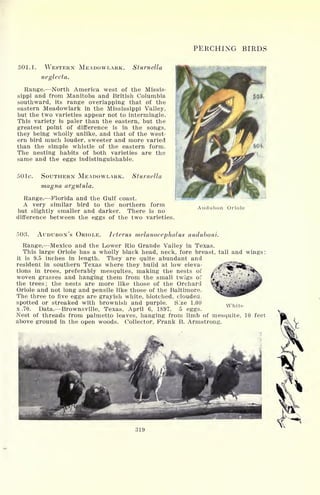 PERCHING BIRDS
501.1. WESTERN MEADOWLARK.
neglecta.
Sturnella
Range. North America west of the Missis-
sippi and from Manitoba and British Columbia
southward, its range overlapping that of the
eastern Meadowlark in the Mississippi Valley,
but the two varieties appear not to intermingle.
This variety is paler than the eastern, but the
greatest point of difference is in the songs,
they being wholly unlike, and that of the west-
ern bird much louder, sweeter and more varied
than the simple whistle of the eastern form.
The nesting habits of both varieties are the
same and the eggs indistinguishable.
501c. SOUTHERN MEADOWLARK.
magna argutula.
Sturnella
Range. Florida and the Gulf coast.
A very similar bird to the northern form
but slightly smaller and darker. There is no
difference between the eggs of the two varieties,
Audubon Oriole
503. AUDUBON'S ORIOLE. Icterus melanocephalus auduboni.
Range. Mexico and the Lower Rio Grande Valley in Texas.
This large Oriole has a wholly black head, neck, fore breast, tail and wings;
it is 9.5 inches in length. They are quite abundant and
resident in southern Texas where they build at low eleva-
tions in trees, preferably mesquites, making the nests of
woven grasses and hanging them from the small twigs of
the trees; the nests are more like those of the Orchard
Oriole and not long and pensile like those of the Baltimore.
The three to five eggs are grayish white, blotched, clouded,
spotted or streaked with brownish and purple. Size 1.00
x .70. Data. Brownsville, Texas, April 6, 1897. 5 eggs.
Nest of threads from palmetto leaves, hanging from limb of mesquite, 10 feet
above ground in the open woods. Collector, Frank B. Armstrong.
White
319
 