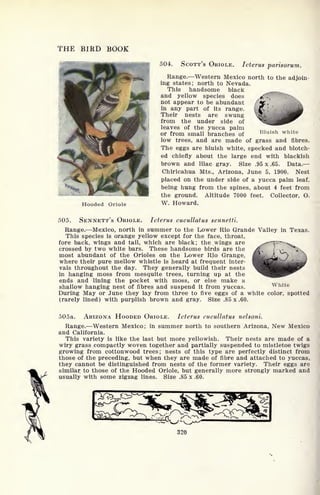 THE BIRD BOOK
Hooded Oriole
504. SCOTT'S ORIOLE. Icterus parisorum.
Range. Western Mexico north to the adjoin-
ing states; north to Nevada.
This handsome black
and yellow species does
not appear to be abundant
in any part of its range.
Their nests are swung
from the under side of
leaves of the yucca palm
or from small branches of
low trees, and are made of grass and fibres.
The eggs are bluish white, specked and blotch-
ed chiefly about the large end with blackish
brown and lilac gray. Size .95 x .65. Data.
Chiricahua Mts., Arizona, June 5, 1900. Nest
placed on the under side of a yucca palm leaf,
being hung from the spines, about 4 feet from
the ground. Altitude 7000 feet. Collector, O.
W. Howard.
Bluish white
505. SENNETT'S ORIOLE. Icterus cucullatus sennetti.
Range. Mexico, north in summer to the Lower Rio Grande Valley in Texas.
This species is orange yellow except for the face, throat,
fore back, wings and tail, which are black; the wings are
crossed by two white bars. These handsome birds are the
most abundant of the Orioles on the Lower Rio Grange,
where their pure mellow whistle is heard at frequent inter-
vals throughout the day. They generally build their nests
in hanging moss from mesquite trees, turning up at the
ends and lining the pocket with moss, or else make a
shallow hanging nest of fibres and suspend it from yuccas.
During May or June they lay from three to five eggs of a white color, spotted
(rarely lined) with purplish brown and gray. Size .85 x .60.
White
505a. ARIZONA HOODED ORIOLE. Icterus cucullatus nelsoni.
Range. Western Mexico; in summer north to southern Arizona, New Mexico
and California.
This variety is like the last but more yellowish. Their nests are made of a
wiry grass compactly woven together and partially suspended to mistletoe twigs
growing from cottonwood trees; nests of this type are perfectly distinct from
those of the preceding, but when they are made of fibre and attached to yuccas,
they cannot be distinguished from nests of the former variety. Their eggs are
similar to those of the Hooded Oriole, but generally more strongly marked and
usually with some zigzag lines. Size .85 x .60.
 