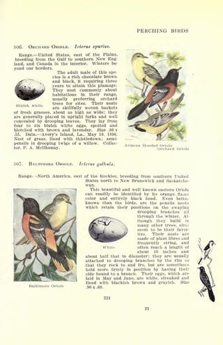 PERCHING BIRDS
506. ORCHARD ORIOLE. Icterus spurius.
Range. United States, east of the Plains,
breeding from the Gulf to southern New Eng-
land, and Canada in the interior. Winters be-
yond our borders.
The adult male of this spe-
cies is a rich chocolate brown
and black, it requiring three
years to attain this plumage.
They nest commonly about
habitations in their range,
usually preferring orchard
trees for sites. Their nests
are skillfully woven baskets
of fresh grasses, about as high as wide; they
are generally placed in upright forks and well
concealed by drooping leaves. They lay from
four to six bluish white eggs, spotted and
blotched with brown and lavender. Size .80 x
.55. Data. Avery's Island, La., May 10, 1896.
Nest of grass, lined with thistledown; semi-
pensile in drooping twigs of a willow. Collec-
tor, F. A. Mcllhenny.
Bluish white
Arizona Hooded Oriole
Orchard Oriole
507. BALTIMORE ORIOLE. Icterus galbula.
Range.- -North America, east of the Rockies, breeding from southern United
States north to New Brunswick and Saskatche-
wan.
 This beautiful and well known eastern Oriole
can readily be identified by its orange., flame
color and entirely black head. Even better
known than the birds, are the pensile nests
which retain their positions on the swaying
drooping branches all
through the winter. Al-
though they build in
many other trees, elms
seem to be their favor-
ites. Their nests are
made of plant fibres and
frequently string, and
often reach a length of
about 10 inches and
about half that in diameter; they are usually
attached to drooping branches by the rim so
that they rock to and fro, but are sometimes
held more firmly in position by having their
side bound to a branch. Their eggs, which are
laid in May and June, are white, streaked and
lined with blackish brown and grayish. Size
.90 x .60.
321
White
Baltimore Oriole
21
 