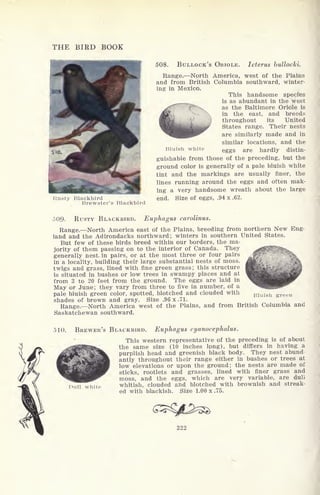 THE BIRD BOOK
Rasty Blackbird
Brewster'; Blackbird
508. BULLOCK'S ORIOLE. Icterus bullocki.
Range. North America, west of the Plains
and from British Columbia southward, winter-
ing in Mexico.
This handsome species
is as abundant in the west
^fT as the Baltimore Oriole is
^ga in the east, and breeds
) throughout its United
1^?' States range. Their nests
are similarly made and in
similar locations, and the
Bluish white eggs are hardly distin-
guishable from those of the preceding, but the
ground color is generally of a pale bluish white
tint and the markings are usually finer, the
lines running around the eggs and often mak-
ing a very handsome wreath about the large
end. Size of eggs, .94 x .62.
509. RUSTY BLACKBIRD. Euphagus carolinus.
Range. North America east of the Plains, breeding from northern New Eng-
land and the Adirondacks northward; winters in southern United States.
But few of these birds breed within our borders, the ma-
jority of them passing on to the interior of Canada. They
generally nest in pairs, or at the most three or four pairs
in a locality, building their large substantial nests of moss,
twigs and grass, lined with fine green grass; this structure
is situated in bushes or low trees in swampy places and at
from 3 to 20 feet from the ground. The eggs are laid in
May or June; they vary from three to five in number, of a
pale bluish green color, spotted, blotched and clouded with
shades of brown and gray. Size .96 x .71.
Range. North America west of the Plains, and from British Columbia and
Saskatchewan southward.
Bluish green
510. BREWER'S BLACKBIRD. Euphagus cyanocephalus.
Dull white
This western representative of the preceding is of about
the same size (10 inches Ipng), but differs in having a
purplish head and greenish black body. They nest abund
antly throughout their range either in bushes or trees at
low elevations or upon the ground; the nests are made of
sticks, rootlets and grasses, lined with finer grass and
moss, and the eggs, which are very variable, are dull
whitish, clouded and blotched with brownish and streak-
ed with blackish. Size 1.00 x .75.
322
 
