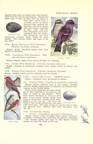 making their nests of small twigs and rootlets,
lined with fine grasses and lichens. During the
latter part of May or June they lay three or
four eggs, which have a
ground color of light
greenish blue, spotted and
splashed with dark brown,
and with fainter markings
of lilac. Size 1.00 x .70.
Pine Grosbeaks have been
separated into the follow-
ing sub-species, the chief
distinction between them being in their
ranges. The nesting habits and eggs of all
are alike.
515a. ROCKY MOUNTAIN PINE GROSBEAK.
Pinicola enucleator montana.
Range. Rocky Mountain region from New
Mexico to Montana.
PERCHING BIRDS
Greenish blue
51 5b. CALIFORNIA PINE GROSBEAK.
cola enucleator californica.
Pini
Purple Finch
Range. Higher parts of the Sierra Nevadas in California.
515c. ALASKA PINE GROSBEAK. Pinicola enucleator alascensis.
Range. Interior of Northwest America from Alaska south to British Col-
umbia.
515d. KADIAK PINE GROSBEAK. Pinicola enucleator flammula.
Range. Kadiak Island and the southern coast of Alaska.
[516.] CASSIN'S BULLFINCH. Pyrrhula cassini.
Range. Northern Asia; accidental in Alaska.
517- PURPLE FINCH. Carpodacus purpureus purpureus.
Range. North America east of the plains, breeding
from the Middle States onrth to Labrador and Hudson Bay ;
winters in the United States.
These sweet songsters are quite abund-
ant in New England in the summer, but
more so north of our borders. While
they breed sometimes in trees, in orch-
ards, I have nearly always found their
nests in evergreens, usually about three-
fourths of the way up. The nests are
made of fine weeds and grasses and lined Greenish blue
with horse hair. The eggs, which are usually laid in June,
are greenish blue, spotted with dark brownish; size
.85 x .65.
517a. CALIFORNIA PURPLE
FINCH. Carpodacus purpureus californicus.
Range. Pacific coast, breeding from central California
to British Columbia and wintering throughout California.
The nesting habits and eggs of this darker colored
variety are just like those of the last,
325
515b 517a
 