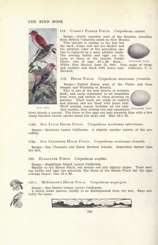 THE BIRD BOOK
518. CASSIN'S PURPLE FINCH. Carpodacus cassini.
Range. North America west of the Rockies, breeding
from British Columbia south to New Mexico;
This species is similar to the last but
the back, wings and tail are darker and
the purplish color of the preceding spe-
cies is replaced by a more pinkish shade.
The nesting habits and eggs are the
same as those of the eastern Purple
Finch; size of eggs .85 x .60. Data. Greenish blue
Willis, New Mexico, June 23, 1901. Nest made of twigs
and rootlets and lined with horse hair. Collector, F. J.
Birtwell.
519- HOUSE FINCH. Carpodacus mexicanus frontalis.
Range. United States west of the Plains and from
Oregon and Wyoming to Mexico.
This is one of the best known of western
birds, and nests commonly in all situations ,/'
from trees and bushes to vines growing on
j-'
j
porches. Their nests are made of rootlets iL_
and grasses and are lined with horse hair. IBi
Their nesting season includes all the sum-
mer months, they raising two and sometimes Gre
three broods a season. The three to five eggs are pale greenish blue with a few
sharp blackish brown specks about the large end. Size .80 x .55.
51S 519
olQb. SAN LUCAS HOUSE FINCH. Carpodacus mexicanus ruberrimus.
Range. Southern Lower California. A slightly smaller variety of the pre-
ceding.
51Qc. SAN CLEMENTE HOUSE FINCH. Carpodacus mexicanus clematis.
Range. San Clemente and Santa Barbara Islands. Somewhat darker than
the last.
520. GUADALUPE FINCH. Carpodacus amplus.
Range. Guadalupe Island, Lower California.
Similar to the House Finch, but deeper red and slightly larger. Their nest-
ing habits and eggs are precisely like those of the House Finch but the eggs
average larger; size .85 x .60.
520.1. MCGREGOR'S HOUSE FINCH. Carpodacus mcgregori.
Range. San Benito Island, Lower California.
A newly made species, hardly to be distinguished from the last,
bably the same.
326
Eggs pro-
 
