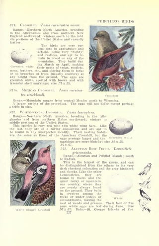 521. CROSSBILL. Loxia curvirostra minor.
Range. Northern North America, breeding
in the Alleghanies and from northern New
England northward; winters south to the mid
die portions of the United States and casually
farther.
The birds are very cur
-
*. ious both in appearance and
fflT'i
*
actions, being very "flighty"
o and restless, and apt to re-
main to breed on any of the
mountains. They build dur
ing March or April, making
Greenish white their nestg Qf twigg> rootlets,
moss, feathers, etc., and placing them in forks
or on branches of trees (usually conifers) at
any height from the ground. The eggs are
greenish white, spotted with brown and with
lavender shell markings; size .75 x .55.
PERCHING BIRDS
52 la. MEXICAN CROSSBILL.
tra stricklandi.
ILoxi'ia curviros-
Crossbill
Range. Mountain ranges from central Mexico north to Wyoming.
A larger variety of the preceding. The eggs will not differ except perhaps
a trifle in size.
522. WHITE-WINGED CROSSBILL. Loxia leucoptera.
Range. Northern North America, breeding in the Alle-
ghanies and from northern Maine northward; winters to
middle portions of the United States.
This species is rosy red with two white wing bars. Like
the last, they are of a roving disposition and are apt to
be found in any unexpected locality. Their nesting habits
are the same as those of the American Crossbill, but the
eggs average larger and the Greenish while
markings are more blotchy; size .80 x .55.
.97 x .67.
523. ALEUTIAN ROSY FINCH. Leucosticte
griseonucha.
Range. Aleutian and Pribilof Islands; south
to Kadiak.
This is the largest of the genus, and can
be distinguished from the others by its very
dark chestnut coloration and the gray hindneck
and cheeks. Like the other
Leucostictes, they are
found in flocks and fre-
quent rocky or mountain
ous country, where they
are nearly always found
on the ground. They build
in crevices among the
rocks or under ledges or
embankments, making the
nest of weeds and grasses.
pure white eggs are laid during June. Size
.97 x .67. Data. St. George Islands of the
327
White
Their four or five
White-winged Crosbill
 