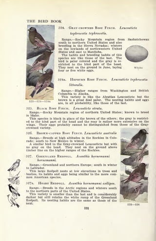 THE BIRD BOOK
524. .
GRAY-CROWNED ROSY FINCH. Leucosticte
tephrocotis tephrocotis.
Range. Rocky Mountain region from Saskatchewan
south to northern United States and also
breeding in the Sierra Nevadas; winters
on the lowlands of northwestern United
States and east to Manitoba.
The habits and breeding habits of this
species are like those of the last. The
bird is paler colored and the gray is re-
stricted to the hind part of the head.
They nest on the ground in June, laying
four or five white eggs.
White
523524
524<a. HEPBURN ROSY FINCH. Leucosticte tephrocotis
littoralis.
Range. Higher ranges from Washington and British
Columbia to Alaska.
This variety is like the Aleutian Leucosticte but the
brown is a great deal paler. The nesting habits and eggs
are, in all probability, like those of the last.
525. BLACK ROSY FINCH. Leucosticte atrata.
Range. Rocky Mountain region of northern United States; known to breed
in Idaho.
This species is black in place of the brown of the others ; the gray is restrict-
ed to the hind part of the head and the rosy is rather more extensive on the
wings. Their eggs probably cannot be distinguished from those of the Gray-
crowned variety.
526. BROWN-CAPPED ROSY FINCH. Leucosticte australis
Range. Breeds at high altitudes in the Rockies in Colo-
rado; south to New Mexico in winter.
A similar bird to the Gray-crowned Leucosticte but with
no gray on the head. They nest on the ground above
timber line on the higher ranges of the Rockies.
527- GREENLAND REDPOLL. Acanihis hornemanni
hornemanni.
Range. Greenland and northern Europe; south in winter
to Labrador.
This large Redpoll nests at low elevations in trees and
bushes, its habits and eggs being similar to the more com-
mon American species.
527a. HOARY REDPOLL. Acanihis hornemanni exilipes.
Range. Breeds in the Arctic regions and winters south
to the northern parts of the United States.
This variety is smaller than the last and is considerably
darker but still retains the white rump of the Greenland
Redpoll. Its nesting habits are the same as those of the
next.
525526
 