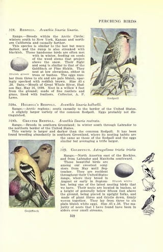 PERCHING BIRDS
528. REDPOLL. Acanthis linaria Unarm.
Range. Breeds within the Arctic Circle;
winters south to New York, Kansas and north-
ern California and casually farther.
This species is similar to the last but mucn
darker, and the rump is also streaked with
blackish. These handsome birds are often met
with in winter, feeding on seeds
of the weed stems that project
above the snow. Their flight
and song is similar to that of the
Goldfinch or Pine Siskin. They
nest at low elevations, either in
Bluish green trees or bushes. The eggs num-
ber from three to six and are pale bluish, spar-
ingly specked with reddish brown. Size .65 x
.50. Data. Mouth of Great Whale River, Hud-
son Bay, May 16, 1899. Nest in a willow 4 feet
from the ground ; made of fine rootlets and
grass, lined with feathers. Collector, A. P.
Lowe.
*>

Redpoll
528a. HOLBOLL'S REDPOLL. Acanthis linaria holbcelli.
Range. Arctic regions; south casually to the border of the United States.
A slightly larger variety of the common Redpoll. Eggs probably not dis-
tinguished.
528b. GREATER REDPOLL. Acanthis linaria rostrata.
Range. Breeds in southern Greenland; in winter south through Labrador to
the northern border of the United States.
This variety is larger and darker than the common Redpoll. It has been
found breeding abundantly in southern Greenland, where its nesting habits are
^ the same as those of the Redpoll and the eggs~"
~n similar but averaging a trifle larger.
52Q. GOLDFINCH. Astragalinus tristis tristis
Range. North America east of the Rockies,
and from Labrador and Manitoba southward.
These beautiful birds are
among our sweetest song-
sters from May until Sep-
tember. They are resident
throughout their United States
range, where they breed in
August or early in Septem- Bluish white
ber, being one of the latest nesting birds that
we have. Their nests are located in bushes, at
a height of generally below fifteen feet above
the ground, being placed in upright forks, and
made of plant fibres and thistle down, firmly
woven together. They lay from three to six
plain bluish white eggs. Size .65 x .50. The ma-
jority of nests that I have found have been in
alders over small streams.
329
Gojdflnch
 
