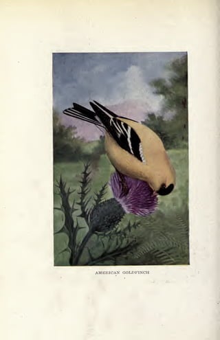 B
'
H
AMERICAN GOLDFINCH
 