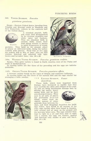 PERCHING BIRDS
540. VESPER SPARROW. Pocecetes
gramineus gramineus.
Range. Eastern United States, breeding from
Virginia and Missouri north to Manitoba and
New Brunswick; winters in the southern half
of the United States.
A streaked grayish, buffy
and white bird distinguished
by its chestnut shoulders and
white outer tail feathers.
They are abundant birds in
eastern fields where their
loud piping whistle is known
to many frequenters of weedy
pastures. They build on the ground, either
in grassy or cultivated fields, lining the hollow
scantily with grasses. Their four or five eggs
are usually laid in May or June; they are dull
whitish, blotched and splashed with light
brown and lavender tints; size .80 x .60.
Whitish
McCown's Long-spur
540a. WESTERN VESPER SPARROW. Pocecetes gramineus confinis.
Range. This paler variety is found in North America west of the Plains and
south of Saskatchewan.
Its nesting habits are like those of the preceding and the eggs are indistin-
guishable.
5 4 Ob. OREGON VESPER SPARROW. Pooecetes gramineus affinis.
A browner variety found on the coast of Oregon and northern California.
Its nesting habits are like those of the eastern bird and the eggs similar but
averaging a trifle smaller.
SPARROW. I asser
1
Vesper Sparrow
domesticus.
These birds, which were imported from
Europe, have increased so rapidly that they
have overrun the cities and villages of the coun-
try and are doing inestimable damage both by
driving out native insect
eating birds and by their
own destructiveness. -They
nest in all sorts of places
but preferably behind
blinds, where their un-
sightly masses of straw-
protrude from between the
slats, and their droppings besmirch the build-
ings below; they breed at all seasons of the
year, eggs having often been found in January,
with several feet of snow on the ground and
the mercury below zero. The eggs number from
four to eight in a set and from four to eight
sets a season; the eggs are whitish, spotted
and blotched with shades of gray and black.
Size .88 x .60.
335
White
 