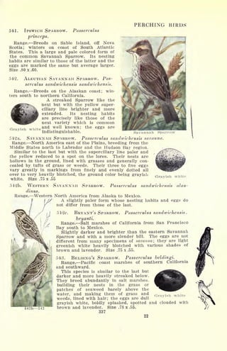 PERCHING BIRDS
541. IPSWICH SPARROW. Passerculus
princeps.
Range. Breeds on Sable Island, off Nova
Scotia; winters on coast of South Atlantic
States. This a large and pale colored form of
the common Savannah Sparrow. Its nesting
habits are similar to those of the latter and the
eggs are marked the same but average larger.
Size .80 x .60.
542. ALEUTIAN SAVANNAH SPARROW. Pas-
serculus sandwichensis sandwichensis.
Range. Breeds on the Alaskan coast; win-
ters south to northern California.
A streaked Sparrow like the
next but with the yellow super-
ciliary line brighter and more
extended. Its nesting habits
are precisely like those of the
next variety which is common
and well known; the eggs are
Grayish white
indistinguishable. Savannah Sparrow
542a. SAVANNAH SPARROW. Passerculus sandwichensis savanna.
Range. North America east of the Plains, breeding from the
Middle States north to Labrador and the Hudson Bay region.
Similar to the last but with the superciliary line paler and
the yellow reduced to a spot on the lores. Their nests are
hollows in the ground, lined with grasses and generally con-
cealed by tufts of grass or weeds. Their three to five eggs
vary greatly in markings from finely and evenly dotted all
over to very heavily blotched, the ground color being grayish
white. Size .75 x .55
Grayish white
42b. SAVANNAH SPARROW. Passerculus sandwichensis alau-WESTERN
dinus.
Range. Western North America from Alaska to Mexico.
A slightly paler form whose nesting habits and eggs do
not differ from those of the last.
542c. BRYANT'S SPARROW. Passerculus sandwichensis.
bryanti.
Range. Salt marshes of California from San Francisco
Bay south to Mexico.
Slightly darker and brighter than the eastern Savannah
Sparrow and with a more slender bill. The eggs are riot
different from many specimens of savanna', they are light
greenish white heavily blotched with various shades of
brown and lavender. Size .75 x .55.
543. BELDING'S SPARROW. Passerculus beldingi.
Range. Pacific coast marshes of southern California
and southward.
This species is similar to the last but
darker .and more heavily streaked below.
They breed abundantly in salt marshes,
building their nests in the grass or
patches of seaweed barely above the
water, and making them of grass and Gravish wh j t e
weeds, lined with hair; the eggs are dull
grayish white, boldly splashed, spotted and clouded with
brown and lavender. Size .78 x .55.
337
22
 