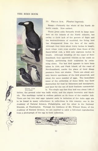 THE BIRD BOOK
Great Auk
Dovekie
33. GREAT AUK. Plautus impennis.
Range. Formerly the whole of the North At-
lantic coasts. Now extinct.
These great auks formerly dwelt in large num-
bers on the islands of the North Atlantic, but-
owing to their lack of the powers of flight and
the destructiveness of mankind, the living bird
has disappeared from the face of the earth.
Although they were about thirty inches in length,
their wings were even smaller than those of the
Razor-billed Auk, a bird only eighteen inches in
length. Although breeding off the coast of New-
foundland, they appeared winters as far south as
Virginia, performing their migration by swim-
ming alone. The last bird appears to have been
taken in 1844, and Funk Island, off the coast of
Newfoundland, marks the place of their disap-
pearance from our shores. There are about sev-
enty known specimens of the bird preserved, and
about the same number of eggs. The immediate
cause of the extinction of these birds was their
destruction for food by fishermen and immigrants,
and later for the use of their feathers commercial-
ly. The single egg that they laid was about 5.00 x 3
inches, the ground color was buffy white, and the shpots brownish and black-
ish. The markings varied in endless pattern as do those of the smaller Auk.
There are but two real eggs (plaster casts in imitation of the Auks eggs are
to be found in many collections) in collections in this country, one in the
Academy of Natural Science, Philadelphia, and the other in the National
Museum, at Washington. Through the kindness of Mr. Witmer Stone, of the
Academy of Natural Science, we are enabled to sohw a full-sized reproduction
from a photograph of the egg in their collection.
32
 