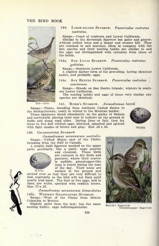 THE BIRD BOOK
544. LARGE-BILLED SPARROW. Passerculus restrains
restrains.
Range. Coast of southern and Lower California.
Similar to the Savannah Sparrow but paler and grayer,
without yellow lores and a larger and stouter bill. They
are common in salt marshes, often in company with the
last species and their nesting habits are similar to and
the eggs not distinguished with certainty from those of
the latter.
544a. SAN LUCAS SPARROW. Passerculus rostratus
guttatus.
Range. Southern Lower California.
A slightly darker form of the preceding, having identical
habits, and probably, eggs.
544c. SAN BENITO SPARROW. Passerculus rostratus
sanctorum.
Range. Breeds on San Benito Islands; winters in south-
ern Lower California.
The nesting habits and eggs of these very similar sub-
species are identical.
544 544c
545.
545. BAIRD'S SPARROW. Ammodramus bairdi
Range. Plains, breeding from northern United States to
the Saskatchewan; south in winter to the Mexican border.
These Sparrows breed abundantly on the plains of Dakota
and northward, placing their nest in hollows on the ground in
fields and along road sides. During June or July, they lay
three to five dull whitish eggs, blotched, splashed and spotted
with light shades of brown and gray. Size .80 x .60. White
546. GRASSHOPPER SPARROW
Ammodramus savannarum australis.
Range. United States east of the Plains,
breeding from the Gulf to Canada.
A stoutly built Sparrow marked on the upper
parts peculiarly, like a quail; nape grayish
and chestnut. These birds
are common in dry fields and
pastures, where their scarce-
ly audible, grasshopper-like
song is heard during the heat
of the day. Their nests are
sunken in the ground and
arched over so that they are very difficult to
find, especially as the bird will not flush until
nearly trod upon. The four or five eggs, laid in
June, are white, specked with reddish brown.
Size .72 x .55.
Ammodramus savannarum bimaculatns
546a. WESTERN GRASSHOPPER SPARROW.
Range. West of the Plains from British
Columbia to Mexico.
Slightly paler than the last; has the same
nesting habits; eggs indistinguishable.
338
White
Baird's Sparrow
Grasshopper Sparrow
 