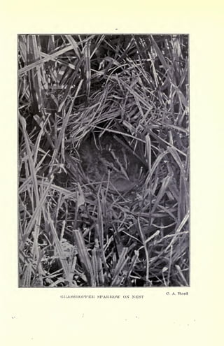 GRASSHOPPER SPARROW ON NEST
C. A. "Ree'd
 
