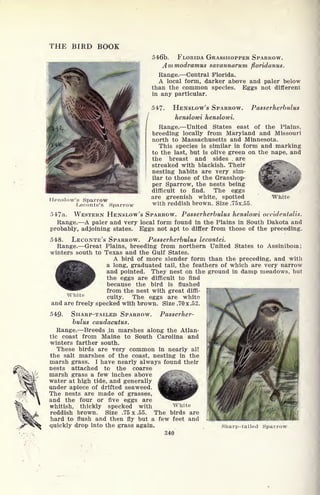 THE BIRD BOOK
Hpnslow's Sparrow
Lieconte's Sparrow
546b. FLORIDA GRASSHOPPER SPARROW.
Ammodramus savannarum ftoridanus.
Range. Central Florida.
A local form, darker above and paler below
than the common species. Eggs not different
in any particular.
547. HENSLOW'S SPARROW. Passerherbulus
henslowi henslowi.
Range. United States east of the Plains,
breeding locally from Maryland and Missouri
north to Massachusetts and Minnesota.
This species is similar in form and marking
to the last, but is olive green on the nape, and
the breast and sides , are
streaked with blackish. Their
nesting habits are very sim-
ilar to those of the Grasshop-
per Sparrow, the nests being
difficult to find. The eggs
are greenish white, spotted White
with reddish brown. Size .75x.55.
547a. WESTERN HENSLOW'S SPARROW. Passerherbulus henslowi accidentalia.
Range. A paler and very local form found in the Plains in South Dakota and
probably, adjoining states. Eggs not apt to differ from those of the preceding.
548. LECONTE'S SPARROW. Passerherbulus lecontei.
Range. Great Plains, breeding from northern United States to Assiniboia;
winters south to Texas and the Gulf States.
A bird of more slender form than the preceding, and with
a long, graduated tail, the feathers of which are very narrow
and pointed. They nest on the ground in damp meadows, but
the eggs are difficult to find
because the bird is flushed
from the nest with great diffi-
White
culty. The eggs are white
and are freely specked with brown. Size .70 x .52.
549. SHARP-TAILED SPARROW. Passerher-
bulus caudacutus.
Range. Breeds in marshes along the Atlan-
tic coast from Maine to South Carolina and
winters farther south.
These birds are very common in nearly all
the salt marshes of the coast, nesting in the
marsh grass. I have nearly always found their
nests attached to the coarse
marsh grass a few inches above
water at high tide, and generally
under apiece of drifted seaweed.
The nests are made of grasses,
and the four or five eggs are
whitish, thickly specked with White
reddish brown. Size .75 x .55. The birds are
hard to flush and then fly but a few feet and
quickly drop into the grass again.
340
Sharp-tailed Sparrow
 