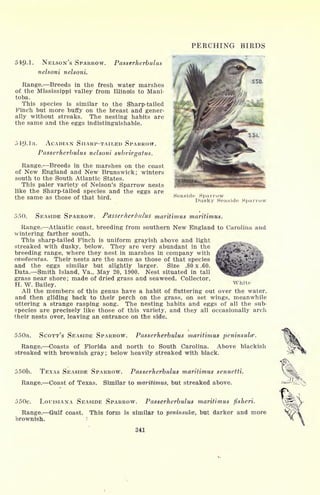PERCHING BIRDS
54-9.1. NELSON'S SPARROW.
nelsoni nelsoni.
Passerherbulus
Range. Breeds in the fresh water marshes
of the Mississippi valley from Illinois to Mani-
toba.
This species is similar to the Sharp-tailed
Finch but more buffy on the breast and gener-
ally without streaks. The nesting habits are
the same and the eggs indistinguishable.
. ACADIAN SHARP-TAILED SPARROW.
Passerherbulus nelsoni subvirgatus.
Range. Breeds in the marshes on the coast
of New England and New Brunswick; winters
south to the South Atlantic States.
This paler variety of Nelson's Sparrow nests
like the Sharp-tailed species and the eggs are
the same as those of that bird. Seaside Sparrow
Dusky Seaside Sparrow
550. SEASIDE SPARROW. Passerherbulus maritimus maritimus.
Range. Atlantic coast, breeding from southern New England to Carolina and
wintering farther south.
This sharp-tailed Finch is uniform grayish above and light
streaked with dusky, below. They are very abundant in the
breeding range, where they nest in marshes in company with
caudacutus. Their nests are the same as those of that species
and the eggs similar but slightly larger. Size .80 x .60.
Data. Smith Island, Va., May 20, 1900. Nest situated in tall
grass near shore; made of dried grass and seaweed. Collector,
H. W. Bailey.
White
All the members of this genus have a habit of fluttering out over the water,
and then gliding back to their perch on the grass, on set wings, meanwhile
uttering a strange rasping song. The nesting habits and eggs of all the sub-
species are precisely like those of this variety, and they all occasionally arch
their nests over, leaving an entrance on the side.
550a. SCOTT'S SEASIDE SPARROW. Passerherbulus maritimus peninsulce.
Range. Coasts of Florida and north to South Carolina. Above blackish
streaked with brownish gray; below heavily streaked with black.
550b. TEXAS SEASIDE SPARROW. Passerherbulus maritimus sennetti.
Range. Coast of Texas. Similar to maritimus, but streaked above.
550c. LOUISIANA SEASIDE SPARROW. Passerherbulus maritimus fisheri.
Range. Gulf coast. This form is similar to peninsulce, but darker and more
brownish.
341
 