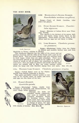 THE BIRD BOOK
550d. MACGILLIVRAY'S SEASIDE SPARROW.
Passerherbulus maritimus macgillivrai.
Range. Coast of South Carolina. Like
fisheri but grayer.
5.11. DUSKY SEASIDE SPARROW. Passerher-
bulus nigrescens.
Range. Marshes of Indian River near Titus-
ville, Florida.
This species is the darkest of the genus, both
above and below, being nearly black on the
upperparts. Their habits are like those of the
others and the eggs are not likely to differ.
552. LARK SPARROW. Chondestes gramma-
cus grammacus.
Range. Mississippi Valley from the Plains
to Illinois and casually farther east, and from
Manitoba to Texas; winters in Mexico.
This handsome Sparrow has the sides of the crown and ear ^^^^^
patches chestnut, and the sides of the throat and a spot on the
breast, black. They are sweet singers and very welcome birds
in their range, where they are quite abundant. Their nests
are generally placed on the ground in the midst of or under a
clump of weeds or tuft of grass, but sometimes in bushes or
even trees; they are made of grasses and weeds and the eggs,
which are usually laid in May, are white marked chiefly
about the large end with blackish zigzag lines and spots.
White
Size .80 x .60.
552a. WESTERN LARK SPARROW.
Range. United States west of the Plains;
breeds from British Columbia to Mexico.
This paler and duller colored variety is com-
mon on the Pacific coast; its habits and nests
and eggs are like those of the last.
553. HARRIS'S SPARROW.
Zonotrichia querula.
Range. Mississippi Valley, chiefly west,
breeding in Manitoba and Saskatchewan, the
exact range being unknown.
Although the birds are
abundant during migrations,
they seem to suddenly and
strangely disappear during
the breeding season. Sup-
posed nests have been found
a few inches above the ground
in clumps of grass, the eggs
Whitish
being whitish, thickly spotted
with shades of brown. Size .85 x .65.
342
Chondestes grammacus strigatut
Harris's Sparrow
 