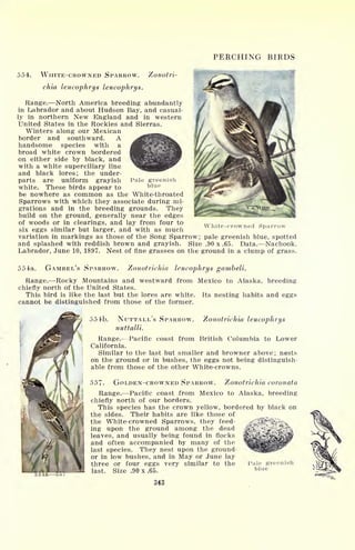 PERCHING BIRDS
554. WHITE-CROWNED SPARROW. Zonotri-
chia leucophrys leucophrys.
Range. North America breeding abundantly
in Labrador and about Hudson Bay, and casual-
ly in northern New England and in western
United States in the Rockies and Sierras.
Winters along our Mexican
border and southward. A
handsome species with a
broad white crown bordered
on either side by black, and
with a white superciliary line
and black lores; the under-
parts are uniform grayish
white. These birds appear to
be nowhere as common as the White-throated
Sparrows with which they associate during mi-
grations and in the breeding grounds. They
build on the ground, generally near the edges
of woods or in clearings, and lay from four to
six eggs similar but larger, and with as much
White-crowned Sparrow
variation in markings as those of the Song Sparrow ; pale greenish blue, spotted
and splashed with reddish brown and grayish. Size .90 x .65. Data. Nachook,
Labrador, June 10, 1897. Nest of fine grasses on the ground in a clump of grass.
Pale greenish
blue
554a. GAMBEI/S SPARROW. Zonotrichia leucophrys gambeli.
Range. Rocky Mountains and westward from Mexico to Alaska, breeding
chiefly north of the United States.
This bird is like the last but the lores are white. Its nesting habits and eggs
cannot be distinguished from those of the former.
Zonotrichia leucophrys554b. NUTTALL'S SPARROW.
nuttalii.
Range. Pacific coast from British Columbia to Lower
California.
Similar to the last but smaller and browner above; nests
on the ground or in bushes, the eggs not being distinguish-
able from those of the other White-crowns.
557. GOLDEN-CROWNED SPARROW. Zonotrichia coronata
Range. Pacific coast from Mexico to Alaska, breeding
chiefly north of our borders.
This species has the crown yellow, bordered by black on
the sides. Their habits are like those of
the White-crowned Sparrows, they feed-
ing upon the ground among the dead
leaves, and usually being found in flocks
and often accompanied by many of the
last species. They nest upon the ground-
or in low bushes, and in May or June lay
three or four eggs very similar to the
last. Size .90 x .65.
343
Pale greenish
blue
 