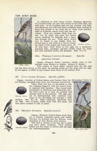 THE BlftD BOOK
As indicated by their name socialis, Chipping Sparrows
are sociable birds not only with others of the bird tribe, but
with man. In all localities that are not overrun with Eng-
lish Sparrows, you will find these confiding birds nesting in
trees and shrubs in the yard and in vines from porches,
#hile in orchards, nearly every tree has its
tenant. They are smaller birds than the
last (5.5 in. long) and have the brown
crown bordered by blackish and a black
line through the eye. Their nests, which
may be found at any height from the
ground and in any kind of a tree or shrub,
are made of fine grass and weed stems, lin-
ed with hair; their three to five eggs are a handsome
greenish blue, sparingly specked chiefly about the large
end with blackish brown and purplish. Size .70 x .52.
f>60a. WESTERN CHIPPING SPARROW. Spizella
passerina arizonce.
Range. Western North America, chiefly west of the
^sSSeoa Rockies, from Mexico to Alaska; winters in Mexico.
This variety is much duller colored than the last and
has but little brown on the back; its nesting habits are the same and the eggs
do not appear to differ in any respect from those of the eastern bird.
Bluish white
56l. CLAY-COLORED SPARROW. Spizella pallida.
Range. Interior of United States and Canada, from the Mississippi Valley to
the Rockies, breeding from Iowa and Colorado northward; wipaTefs in Mexico.
These birds can best be described as like
the Chipping Sparrow with the brown large-
ly replaced with blackish. They breed quite
abundantly in Manitoba and Minnesota, plac-
ing their nests on or near the ground, and
making them of fine grasses. The eggs can-
not be distinguished with certainty from
those of the preceding but average a trifle
smaller. Size .65 x .50. Data. Barnsley, Manitoba, May
24, 1900. Nest of grass stalks lined with fine grass, one
foot above ground in tuft of grass.
562. BREWER'S SPARROW. Spizella breweri.
Range. Western United States from Mex-
ico to British Columbia rarely and chiefly
between the Rockies and the Sierras; most
abundant in New Mexico and Arizona.
This bird is similar to the last but is paler
and more finely streaked. Their nesting
Bluish white nabits are like those of pallida and the eggs
are indistinguishable.
346
561562564
 