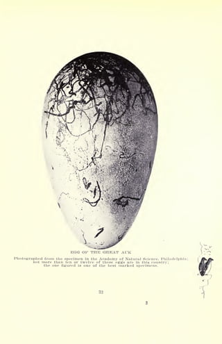 V
EGG OF THE GREAT AUK
Photographed from the specimen in the Academy of Natural Science, Philadelphia
not more than ten or twelve of these eggs are in this country;
the one figured is one of the best marked specimens.
33
 