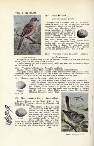 Bluish white
THE BIRD BOOK
563. FIELD SPARROW.
Spizella pusilla pusilla.
Range. North America east of the Plains,
breeding from the Gulf to southern Manitoba
and Quebec; winters in the Gulf States.
These are abundant birds
along roadsides, in thickets, or
on dry sidehills, where they nest
indifferently on the ground or in
bushes, making their nests of
grass and weed stems. They are
the birds, whose high piping
song is most frequently heard
on hot sultry days in summer. Their eggs. are
laid in May or June; they are pale bluish
white, speckled and blotched with yellowish
brown and grayish purple. Size .65 x .50.
563a. WESTERN FIELD SPARROW. Spizella
Field Sparrow pusilla arenacea.
Range. Great Plains from Mexico to Montana, breeding in the northern half
of its range and wintering in the southern.
A paler form of the last, whose general habits and eggs are the same as those
of the eastern bird.
564. WORTHEN'S SPARROW. Spizella wortheni.
Range. Southern New Mexico southward through central Mexico.
This pale colored species is the size of the Field Sparrow but has no decided
markings anywhere. It is a rare bird within our borders and uncommon any-
where. I am not able to find any material in regard to their eggs.
565. BLACK-CHINNED SPARROW. Spizella atrogularis.
Range. Mexican border of the United States and southward.
This slim-bodied, long-tailed species is grayish with a dusky
streaked, reddish brown patch on the back and a black face, chin
and throat. Their habits are similar to those of the Field
Sparrow and their nests are made near the ground in bushes,
but the eggs are plain bluish green, about like unmarked
Chipping Sparrows' eggs. Size
Greenish
white
.65 x .50.
566. WHITE-WINGED JUNCO. Junco aiJceni.
Range. Breeds in the Black Hills of Da-
kota and Wyoming; winters in Colorado and
casually to Kansas.
This species is like the next
but larger and with the wings
crossed by two white bars. Its
habits are like those of the com-
mon Juncos, the nests are placed
on the ground, concealed under
overhanging rocks or tufts of
grass, and the eggs are like
those often seen of the Slate-colored Junco;
3 or 4 in number, pinkish white specked and
spotted with light reddish brown. Size .75 x .55.
348
White-winged Junco
 