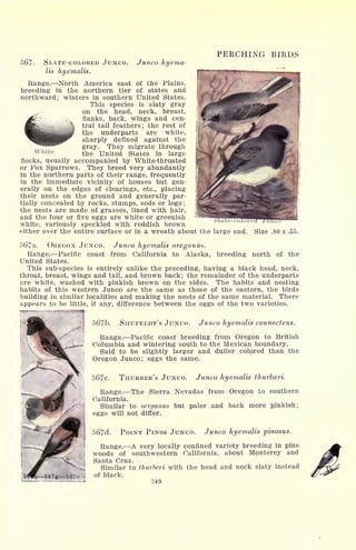 PERCHING BIRDS
567. SLATE-COLORED JUNCO. Junco hyema-
Us hyemalis.
Range. North America east of the Plains,
breeding in the northern tier of states and
northward; winters in southern United States.
This species is slaty gray
on the head, neck, breast,
flanks, back, wings and cen-
tral tail feathers; the rest of
the underparts are white,
sharply defined against the
gray. They migrate through
the United States in large
flocks, usually accompanied by White-throated
or Fox Sparrows. They breed very abundantly
in the northern parts of their range, frequently
in the immediate vicinity of houses but gen-
erally on the edges of clearings, etc., placing
their nests on the ground and generally par-
tially concealed by rocks, stumps, sods or logs;
the nests are made of grasses, lined with hair,
and the four or five eggs are white or greenish
white, variously speckled with reddish brown
either over the entire surface or in a wreath about the large end. Size .80 x .55.
White
Junco hyemalis oreganus.
from California to Alaska, breeding north of the
f>67a. OREGON JUNCO.
Range. Pacific coast
United States.
This sub-species is entirely unlike the preceding, having a black head, neck,
throat, breast, wings and tail, and brown back; the remainder of the underparts
are white, washed with pinkish brown on the sides. The habits and nesting
habits of this western Junco are the same as those of the eastern, the birds
building in similar localities and making the nests of the same material. There
appears to be little, if any, difference between the eggs of the two varieties.
/>67b. SHUFELDT'S JUNCO. Junco hyemalis counectens.
Range. Pacific coast breeding from Oregon to British
Columbia and wintering south to the Mexican boundary.
Said to be slightly larger and duller colored than the
Oregon Junco; eggs the same.
567c. THURBER'S JUNCO. Junco hyemalis thurberi.
Range. The Sierra Nevadas from Oregon to southern
California.
Similar to oreganus but paler and back more pinkish;
eggs will not differ.
567d. POINT PINOS JUNCO. Junco hyemalis pinosus.
Range. A very locally confined variety breeding in pine
woods of southwestern California, about Monterey and
Santa Cruz.
Similar to tnurberi with the head and neck slaty instead
of black.
349
 