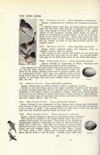 THE BIRD BOOK
567e. CAROLINA JUNCO. Junco hyemalis carolinensis. '
Range. Alleghanies in Virginia, the Carolinas and Geor-
gia.
A slightly larger bird than the Slate-colored Junco and
with the bill horn color instead of pinkish white. They
have been found to breed very abundantly in the higher
ranges of the Carolinas, nesting under banks, in tufts of
grass, or occasionally in small bushes, in fact in such loca-
tions as are used by liyemalis. Their eggs which are laid
during May, June or July (probably two broods being rais-
ed) are similar to those of the Slate-colored species but
slightly larger.
56?f. MONTANA JUNCO. Junco hyemalis montanus.
Range. Prom northern Idaho and Montana north to
Alberta; winters south to Mexico.
This variety is like mearnsi but darker on the head and
throat and with less pink on the sides. Its nesting habits
and eggs do not differ from those of the Pink-sided Junco.
567g- PINK-SIDED JUNCO. Junco hyemalis mearnsi.
Range. Breeds in mountains of Idaho, Wyoming and
Montana and winters south to Mexico.
This species has the head and breast gray, the back brown-
ish and the sides pinkish brown. They breed at high alti-
tudes in the ranges, placing their nests of grasses under sods
or overhanging rocks; their eggs are pinkish white before
being blown and are spotted over the whole surface but more
heavily at the large end with pale reddish brown and gray.
Size .80x.60. White
570. ARIZONA JUNCO. Junco phceonotus palliatus.
Range. Mountains of western Mexico north to southern Arizona.
Similar to the preceding species but upper mandible blackish and the gray
on throat shading insensibly into the grayish white underparts. They are quite
abundant in the higher ranges of southern Arizona, where they breed, placing
their nests on the ground in similar locations to those chosen by other Juncos ;
the three or four eggs are greenish white, finely speckled chiefly about the large
end with reddish brown. Sixe .76 x .60.
,5708. RED-BACKED JUNCO. Junco phceonotus dorsalis.
Rang. Breeds in the mountains of New Mexico and Arizona and southward.
This variety is like the last but the reddish brown on the back does not extend
to the coverts or wings. The nesting habits are like those of the last but the
eggs are only minutely specked about the large end.
570b. GRAY-HEADED JUNCO. Junco pJiceouotus caniceps.
Range. Rocky Mountain region from Wyoming south to Mexico.
This species is similar to the Slate-colored Junco but has a
reddish brown patch on the back. They nest on the ground in
mountainous regions, concealing the nests in tufts of grass or
under logs, stones, etc. The eggs are creamy or bluish white,
specked over the whole surface, but most numerously about the
larger end with reddish brown. Size .75 x .60. Data. Custer
Co., Colo., June 4, 1897. Slight nest of small rootlets and fine
grass placed under a tuft of grass. Altitude over 8,000 feet.
350
White
 