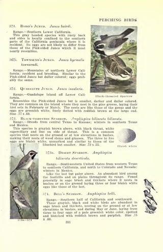 PERCHING BIRDS
571. BAIRD'S JUNCO. Junco bairdi.
Range. Southern Lower California.
This gray headed species with rusty back
and sides is locally confined to the southern
parts of the California peninsula where it is
resident. Its eggs are not likely to differ from
those of the Pink-sided Junco which it most
nearly resembles.
56?i. TOWNSEND'S JUNCO.
townsendi.
Junco hyemails
Range. Mountains of northern Lower Cali-
fornia; resident and breeding. Similar to the
Pink-sided Junco but duller colored; eggs prob-
ably the same.
572. QUADALUPE JUNCO. Junco insularis.
Black-throated Sparrow
Resembles the Pink-sided Junco but is smaller, darker and duller colored.
They are common on the island where they nest in the pine groves, laying their
first sets in February or March. The nests are like those of the genus and the
eggs are greenish white, finely dotted with reddish brown at the large end.
Size .77 x .60.
573. BLACK-THROATED SPARROW, ^mphupisa bilineata bilineata.
Range. Breeds from central Texas to Kansas; winters in southern Texas
and Mexico.
This species is grayish brown above, with black throat, white
superciliary and line on side of throat. This is a common
species that nests on the ground or at low elevations in bushes,
making their nests of weed stems and grasses. The three to five
eggs are bluish white, unmarked and similar to those of the
Bluebird but smaller. Size .72 x .55.
Bluish white
573a. DESERT SPARROW. Amphispiza
bilineata deserticola.
Range. Southwestern United States from western Texas
to southern California, and north, to Colorado and Nevada;
winters in Mexico.
Like the last but paler above. An abundant bird among
the foothills and on plains throughout its range. Found
generally in sage brush and thickets where it nests in
bushes or on the ground laying three or four bluish white
eggs like those of the last.
57k BELL'S SPARROW. Amphispiza belli.
Range. Southern half of California and southward.
These grayish, black and white birds are abundant in
sage brush and thickets, nesting on the ground or at low
elevations in bushes, and during May or June, laying from
three to four eggs of a pale greenish white color, spotted
and blotched with reddish brown and purplish. Size .75
x .60.
351
 