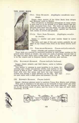 Amphispiza nevadensis neva-
THE BIRD BOOK
574.1. SAGE SPARROW.
densis.
Range. Sage deserts of the Great Basin from Oregon
and Montana, south to Mexico.
This sub-species is abundant throughout its range where
it nests near or on the ground, in or under bushes and gen-
erally concealed from view. The nests are made of grass
and sage bark lined with fine grass ; the eggs are like those
of the last species, greenish white, spotted and blotched
with shades of brown and purplish.
574. la. GRAY SAGE SPARROW. Amphispiza nevaden-
sis cinerea.
Range. A smaller and paler variety found in Lower
California.
The nests and eggs of this pale variety probably do not
differ in any respect from those of the better known varie-
.ties.
575. PINE-WOODS SPARROW. Peuccea cestivalis cestivalis.
Range. Florida and southern Georgia.
These birds are common in restricted localities in their range, nesting on the
ground under bushes or shrubs; the nests are made of grasses and the four or
five eggs are pure white with a slight gloss. Size .75 x .60. The birds are said
to be fine singers and to frequent, almost exclusively, pine barrens.
575a. BACHMAN'S SPARROW. Peuccea cestivalis bachmani.
Range. South Atlantic and Gulf States; north to Indiana
and Illinois.
This variety is common in most localities in its range, fre-
quenting pine woods and barrens chiefly, and nesting on the
ground in May or June. Their nests are made of grasses and
lined with very fine grass, and have the tops completely
arched over leaving a small entrance on the side. The eggs
are pure white with a slight gloss and measure .75 x .60.
White
576. BOTTERI'S SPARROW. Peuccea botterii.
Range. Mexican plateau north to southern Texas, New Mexico and Arizona.
They nest in abundance in tall grass in the lowlands of their range, the nests
being difficult to find because the bird flushes with great difficulty. The nests
are on the ground, made of grass, and the three to five eggs are pure white,
measuring .75 x .60.
352
 