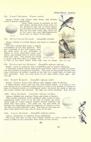 PERCHING BIRDS
578. CASSIN'S SPARROWS Peuccea cassini.
Range. Plains and valleys from Texas and Arizona
north to Kansas and Nevada.
These birds breed in numbers on the
arid plains, placing their grass nests on
the ground at the foot of small bushes
or concealed in tufts of grass, and during
'ajjtt May lay four pure white eggs which are
of the same size and indistinguishable
from those of others of the genus.
White
579- RUFOUS-WINGED SPARROW. Aimophila carpalis.
Range. Plains of western Mexico and north to southern
Arizona.
This pale colored bird bears a remote
resemblance to the Tree Sparrow. They
nest commonly in dry arid regions, plac- /
ing their nests at low elevations in /
bushes or cacti, preferably young mes-
quites, and making them of coarse grass
lined with finer. Two broods are raised
a season and from May to August sets
of four or five plain bluish white eggs may be found. Size
580. RUFOUS-CROWNED SPARROW. Aimophila ruficeps ruficeps.
Range. Local in southern half of California and in Lower California.
A brownish colored species both above and below, which is found on mount-
ains and hillsides in restricted localities. They nest on the ground placing their
grass structures in hollows, usually at the foot of a small bush or shrub and
well concealed. They lay from three to five pale bluish white eggs. Size
.SOx.60.
580a. SCOTT'S SPARROW. Aimophila ruficeps scotti.
Range. Western Texas, New Mexico and Arizona south in Mexico.
A paler species, above, than the last, and whitish below. It is quite a com-
mon species on the mountain ranges where it nests on the ground, in clumps of
grass or beneath shrubs or overhanging rocks; the nests are made of grasses
and weeds scantily put together. The eggs are white, untinted. Size .80 x .60.
580b. ROCK SPARROW. Aimophila ruficeps eremceca.
Range. Middle and southern Texas and south in Mexico.
This variety frequents rocky mountain sides where it nests
abundantly under rocks or at the foot of shrubs, the nests
being made of coarse grasses loosely twisted together and
lined with finer grass. The birds are shy and skulk off
through the underbrush upon the approach of anyone so that
the nests are quite difficult to find. The three to five eggs are
pure white and of the same size as those of the last.
580c. LAGUNA SPARROW. Aimophila ruficeps sororia.
Range. Mountains of southern Lower California.
The nests and eggs of this very similar variety to nt//re/>.v proper are not
likely to differ in any particular from those of that species.
353
23
 
