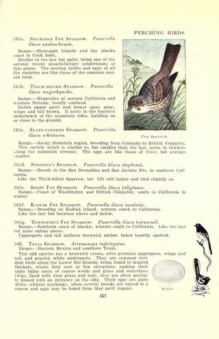 PERCHING BIRDS
Passerella - .
585a. SHUMAGIN Fox SPARROW.
iliaca unalaschensis.
Range. Shumagin Islands and the Alaska
coast to Cook Inlet.
Similar to the last but paler, being one of the
several recent unsatisfactory subdivisions of
this genus. The nesting habits and eggs of all
the varieties are like those of the common east-
ern form.
585b. THICK-BILLED SPARROW. Passerella
iliaca megarhyncha.
Range. Mountains of eastern California and
western Nevada; locally confined.
Entire upper parts and breast spots gray;
wings and tail brown. It nests in the heaviest
underbrush of the mountain sides, building on
or close to the ground.
585c. SLATE-COLORED SPARROW. Passerella
iliaca schistacea. Fox Sparrow
Range. Rocky Mountain region, breeding from Colorado to British Columbia.
This variety which is similar to, but smaller than the last, nests in thickets
along the mountain streams. The eggs are like those of iliaca, but average
smaller.
585d. STEPHEN'S SPARROW. Passerella iliaca stephensi.
Range. Breeds in the San Bernadino and San Jacinto Mts. in southern Call
fornia.
Like the Thick-billed Sparrow, but bill still larger and bird slightly so.
585e. SOOTY Fox SPARROW. Passerella iliaca
fuliginosa.
Range. Coast of Washington and British Columbia; south to California in
winter.
585f. KADIAK Fox SPARROW. Passerella iliaca insularis.
Range. Breeding on Kadiak Island; winters south to California.
Like the last but browner above and below.
585g. TOWNSEND'S Fox SPARROW. Passerella iliaca townsendi.
Range. Southern coast of Alaska; winters south to California. Like the last
but more rufous above.
Upperparts and tail uniform brownish umber, below heavily spotted.
586. TEXAS SPARROW. Arremonops rufivirgatus.
Range. Eastern Mexico and southern Texas.
This odd species has a brownish crown, olive greenish upperparts, wings and
tail, and grayish white underparts. They are common resi-
dent birds along the Lower Rio Grande, being found in tangled
thickets, where they nest at low elevations, making their A
quite bulky nests of coarse weeds and grass and sometimes .
twigs, lined with finer grass and hair; they are often partial-
ly domed with an entrance on the side. Their eggs are plain
white, without markings; often several broods are raised in a
season and eggs may be found from May until August. White
357
 