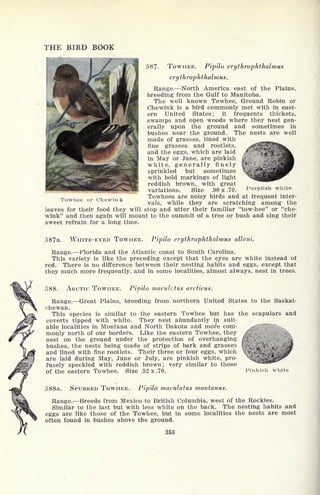 THE BIRD BOOK
587- TOWHEE. Pipilo erythrophthalmus
erythrophthalmus.
Range. North America east of the Plains,
breeding from the Gulf to Manitoba.
The well known Towhee, Ground Robin or
Chewink is a bird commonly met with in east-
ern United States; it frequents thickets,
swamps and open woods where they nest gen-
erally upon the ground and sometimes in
bushes near the ground. The nests are well
made of grasses, lined with
fine grasses and rootlets,
and the eggs, which are laid
in May or June, are pinkish
white, generally finely
sprinkled but sometimes
with bold markings of light
reddish brown, with great
variations. Size .90 x .70.
Towhees are noisy birds and at frequent inter-
vals, while they are scratching among the
leaves for their food they will stop and utter their familiar "tow-hee" or "che-
wink" and then again will mount to the summit of a tree or bush and sing their
sweet refrain for a long time.
Purplish white
Towhee or Chewink
587a. WHITE-EYED TOWHEE. Pipilo erythrophthalmus alleni.
Range. Florida and the Atlantic coast to South Carolina.
This variety is like the preceding except that the eyes are white instead of
red. There is no difference between their nesting habits and eggs, except that
they much more frequently, and in some localities, almost always, nest in trees.
588. ARCTIC TOWHEE. Pipilo maculatus arcticus.
Range. Great Plains, breeding from northern United States to the Saskat-
chewan.
This species is similar to the eastern Towhee but has the scapulars and
coverts tipped with white. They nest abundantly in suit-
able localities in Montana and North Dakota and more com- ^Sfifi^fe^
monly north of our borders. Like the eastern Towhee, they
nest on the ground under the protection of overhanging
bushes, the nests being made of strips of bark and grasses
and lined with fine rootlets. Their three or four eggs, which
are laid during May, June or July, are pinkish white, pro-
fusely speckled with reddish brown; very similar to those
of the eastern Towhee. Size .92 x .70. Pinkish white
588a. SPURRED TOWHEE. Pipilo maculatus montanus.
Range. Breeds from Mexico to British Columbia, west of the Rockies.
Similar to the last but with less white on the back. The nesting habits and
eggs are like those of the Towhee, but in some localities the nests are most
often found in bushes above the ground.
358
 