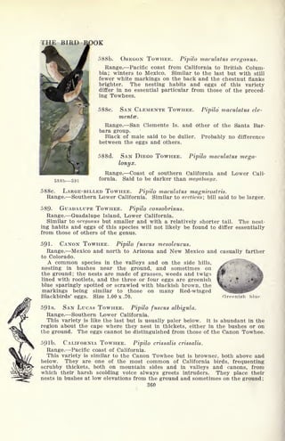T
588b 591
588b. OREGON TOWHEE. Pipilo maculatus oregonus.
Range. Pacific coast from California to British Colum-
bia; winters to Mexico. Similar to the last but with still
fewer white markings on the back and the chestnut flanks
brighter. The nesting habits and eggs of this variety
differ in no essential particular from those of the preced-
ing Towhees.
588c. SAN CLEMENTE TOWHEE. Pipilo maculatus cle-
mentce.
Range. San Clemente Is. and other of the Santa Bar-
bara group.
Black of male said to be duller. Probably no difference
between the eggs and others.
588d. SAN DIEGO TOWHEE. Pipilo maculatus mega-
lonyx.
Range. Coast of southern California and Lower Cali-
fornia. Said to be darker than mecjalonyx.
588e. LARGE-BILLED TOWHEE. Pipilo maculatus magnirostris.
Range. Southern Lower California. Similar to arcticus ; bill said to be larger.
589- GUADALUPE TOWHEE. Pipilo consobrinus.
Range. Guadalupe Island, Lower California.
Similar to oregonus but smaller and with a relatively shorter tail. The nest-
ing habits and eggs of this species will not likely be found to differ essentially
from those of others of the genus.
591. CANON TOWHEE. Pipilo fuscus mesoleucus.
Range. Mexico and north to Arizona and New Mexico and casually farther
to Colorado.
A common species in the valleys and on the side hills,
nesting in bushes near the ground, and sometimes on
the ground; the nests are made of grasses, weeds and twigs
lined with rootlets, and the three or four eggs are greenish
blue sparingly spotted or scrawled with blackish brown, the
markings being similar to those on many Red-winged
Blackbirds' eggs. Size 1.00 x .70. Greenish blue
59 la. SAN LUCAS TOWHEE. Pipilo fuscus albigula.
Range. Southern Lower California.
This variety is like the last but is usually paler below. It is abundant in the
region about the cape where they nest in thickets, either in the bushes or on
the ground. The eggs cannot be distinguished from those of the Canon Towhee.
59 lb. CALIFORNIA TOWHEE. Pipilo crissalis crissalis.
Range. Pacific coast of California.
This variety is similar to the Canon Towhee but is browner, both above and
below. They are one of the most common of California birds, frequenting
scrubby thickets, both on mountain sides and in valleys and canons, from
which their harsh scolding voice always greets intruders. They place their
nests in bushes at low elevations from the ground and sometimes on the ground ;
360
 