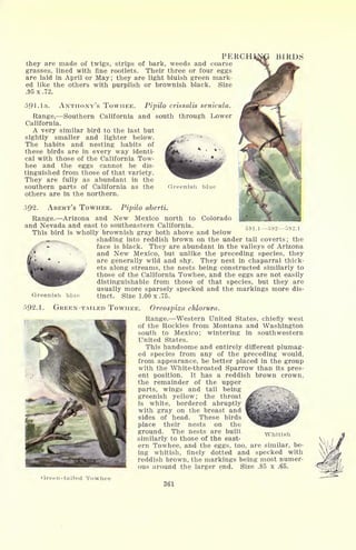 PERCH
they are made of twigs, strips of bark, weeds and coarse
grasses, lined with fine rootlets. Their three or four eggs
are laid in April or May; they are light bluish green mark-
ed like the others with purplish or brownish black. Size
.95x.72.
5.9 1.1 a. ANTHONY'S TOWHEE. Pipilo crissalis senicula.
Range. Southern California and south through Lower
California.
A very similar bird to the last but
sightly smaller and lighter below.
The habits and nesting habits of
these birds are in every way identi-
cal with those of the California Tow-
hee and the eggs cannot be dis-
tinguished from those of that variety.
They are fully as abundant in the
southern parts of California as the
others are in the northern.
BIRDS
Greenish blue
591.3 592 5!J2.1
592. ABERT'S TOWHEE. Pipilo aberti.
Range. Arizona and New Mexico north to Colorado
and Nevada and east to southeastern California.
This bird is wholly brownish gray both above and below
PP** shading into reddish brown on the under tail coverts; the
face is black. They are abundant in the valleys of Arizona
and New Mexico, but unlike the preceding species, they
are generally wild and shy. They nest in chaparral thick-
ets along streams, the nests being constructed similarly to
those of the California Towhee, and the eggs are not easily
distinguishable from those of that species, but they are
usually more sparsely specked and the markings more dis-
Greenish blue tinct. Size 1.00 x .75.
592.1. GREEN-TAILED TOWHEE. Oreospiza Morura.
Range. Western United States, chiefly west
of the Rockies from Montana and Washington
south to Mexico; wintering in southwestern
United States.
This handsome and entirely different plumag-
ed species from any of the preceding would,
from appearance, be better placed in the group
with the White-throated Sparrow than its pres-
ent position. It has a reddish brown crown,
the remainder of the upper
parts, wings and tail being
greenish yellow; the throat
is white, bordered abruptly
with gray on the breast and
sides of head. These birds
place their nests on the
ground. The nests are built
similarly to those of the east-
ern Towhee, and the eggs, too, are similar, be-
ing whitish, finely dotted and specked with
reddish brown, the markings being most numer-
ous around the larger end. Size .85 x .65.
mj^jjfr.
Whitish
Green -tailed Towhee
361
 