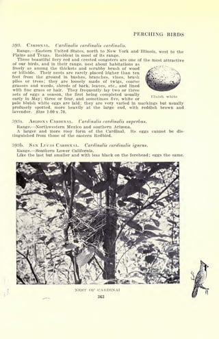 PERCHING BIRDS
593. CARDINAL. Cardinalis cardinalis cardinalis.
Range. Eastern United States, north to New York and Illinois, west to the
Plains and Texas. Resident in most of its range.
These beautiful fiery red and crested songsters are one of the most attractive
of our birds, and in their range, nest about habitations as
freely as among the thickets and scrubby brush of wood
or hillside. Their nests are rarely placed higher than ten
feet from the ground in bushes, branches, vines, brush
piles or trees; they are loosely made of twigs, coarse
grasses and weeds, shreds of bark, leaves, etc., and lined
with fine grass or hair. They frequently lay two or three
sets of eggs a season, the first being completed usually
early in May; three or four, and sometimes five, white or
pale bluish white eggs are laid; they are very varied in markings but usually
profusely spotted, more heavily at the large end, with reddish brown and
lavender. Size 1.00 x .70.
Bluish white
ARIZONA CARDINAL. Cardinalis cardinalis superbus.
Range. Northwestern Mexico and southern Arizona.
A larger and more rosy form of the Cardinal. Its eggs
tinguished from those of the eastern Redbird.
cannot be dis-
593b. SAN LUCAS CARDINAL. Cardinalis cardinalis igneus.
Range. Southern Lower California.
Like the last but smaller and with less black on the forehead; eggs the same.
OF CA11DINAJ
363
 