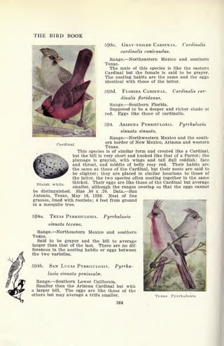 THE BIRD BOOK
mm 5p3c. GRAY-TAILED CARDINAL.
cardinalis canicaudus.
Cardinalis
Cardinal
Range. Northeastern Mexico and southern
Texas.
The male of this species is like the eastern
Cardinal but the female is said to be grayer.
The nesting habits are the same and the eggs
identical with those of the latter.
593d. FLORIDA CARDINAL. Cardinalis car-
dinalis floridanus.
Range. Southern Florida.
Supposed to be a deeper and richer shade oi
red. Eggs like those of cardinalis.
594. ARIZONA PYRRHULOXIA. Pyrrhuloxia
sinuata sinuata.
.
Range. Northwestern Mexico and the south-
ern border of New Mexico, Arizona and western
Texas.
This species is of similar form and crested like a Cardinal,
but the bill is very short and hooked like that of a Parrot ; the
plumage is grayish, with wings and tail dull reddish; face
and throat, and middle of belly rosy red. Their habits are
the same as those of the Cardinal, but their nests are said to
be slighter; they are placed in similar locations to those of
the latter, the two species often nesting together in the same
thicket. Their eggs are like those of the Cardinal but average
smaller, although the ranges overlap so that the eggs cannot
be distinguished. Size .90 x .70. Data. San
Antonio, Texas, May 16, 1889. Nest of fine
grasses, lined with rootlets ;
4 feet from ground
in a mesquite tree.
5Q4a. TEXAS PYRRHULOXIA. Pyrrhuloxia
sinuata texana.
Range. Northeastern Mexico and southern
Texas.
Said to be grayer and the bill to average
larger than that of the last. There are no dif-
ferences in the nesting habits or eggs between
the two varieties.
594b. SAN LUCAS PYRRHULOXIA. Pyrrhu-
loxia sinuata peninsula.
Range. Southern Lower California.
Smaller than the Arizona Cardinal but with
a larger bill. The eggs are like those of the
others but may average a trifle smaller. Texas Pyrrhuloxia
364
Bluish white
 