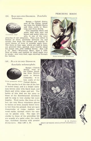PERCHING BIRDS
595. ROSE-BREASTED GROSBEAK.
ludoviciana.
Zamelodia
Greenish blue
Range. United States,
east of the Plains, breed-
ing from the Middle States
and Ohio north to Mani-
toba and Nova Scotia.
This beautiful black and
white bird with rosy red
breast and under wing cov-
erts, is one of the most
pleasing of our songsters. They nest either in
bushes or trees, generally between six and
twenty feet from the ground and usually in
thick clumps of trees or scrubby apple trees.
The three or four eggs, which are laid in June,
are greenish blue, spotted, most heavily about
the larger end, with reddish brown. Size 1.00
x .75. Data. Worcester, Mass., June 5, 1899.
Nest of twigs and rootlets in small apple tree
in woods ; nest very frail, eggs showing through
the bottom.
5.96'.. .BLACK-HEADED GROSBEAK.
Zamelodia melanocephala.
Range. United
States, west of
the Plains, breed-
ing from Mexico
north to British
Columbia ; w i ri-
ters south of the
Pale greenish white
United states<
This species is of the size of the last
(8 inches long), and is a bright cinna-
mon brown color with black head, and
black and white wings and tail. The
habits of this bird are the same as
those of the Rosebreasted Grosbeak
and its song is very similar but more
lengthy. Their nests, like those of the
last, are very flimsy structures placed
in bushes or trees, usually below twen-
ty feet from the ground; they are open
frameworks of twigs, rootlets and
weed stalks, through which the eggs
can be plainly seen. The eggs are
similar to those of the preceding but
are usually of a paler color, the mark-
ings, therefore showing with greater
distinctness. Size 1.00 x .70.
Rose-breasted Grosbeak
J. B. Pardoe.
NEST OP ROSE-BREASTED GROSBEAK.
365
 