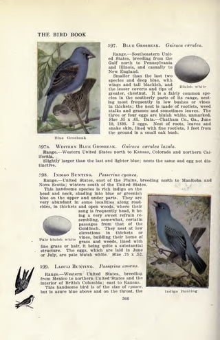 THE BIRD BOOK
Bluish white
597. BLUE GROSBEAK. Guiraca ccerulea.
Range. Southeastern Unit-
ed States, breeding from the
Gulf north to Pennsylvania
and Illinois, and casually to
New England.
Smaller than the last two
species and deep blue, with
wings and tail blackish, and
the lesser coverts and tips of
greater, chestnut. It is a fairly common spe-
cies in the southerly parts of its range, nest-
ing most frequently in low bushes or vines
in thickets; the nest is made of rootlets, weed
stalks and grasses and sometimes leaves. The
three or four eggs are bluish white, unmarked.
Size .85 x .65. Data. Chatham Co., Ga., June
10, 1898. 3 eggs. Nest of roots, leaves and
snake skin, lined with fine rootlets, 3 feet from
the ground in a small oak bush.
Blue Grosbeak
If
^
597a. WESTERN BLUE GROSBEAK. Guiraca ccerulea lazula.
Range. Western United States north to Kansas, Colorado and northern Cal-
ifornia.
Slightly larger than the last and lighter blue; nests the same and egg not dis-
tinctive.
598. INDIGO BUNTING. Passerina cyanea.
Range. United States, east of the Plains, breeding north to Manitoba and
Nova Scotia; winters south of the United States.
This handsome species is rich indigo on the
head and neck, shading into blue or greenish
blue on the upper and under parts. They are
very abundant in some localities along road-
sides, in thickets and open woods, where their
song is frequently head, it be-
ing a very sweet refrain re-
sembling, somewhat, certatin
passages from that of the
Goldfinch. They nest at low
elevations in thickets or
vines, building their home of
grass and weeds, lined with
fine grass or hair, it being quite a substantial
structure. The eggs, which are laid in June
or July, are pale bluish white. Size .75 x .52.
599. LAZULI BUNTING. Passerina amcena.
Range. Western United States, breeding
from Mexico to northern United States and the
interior of British Columbia; east to Kansas.
This handsome bird is of the size of cyaneu,
but is azure blue above and on the throat, the indigo Bunting:
366
Pale bluish white
 