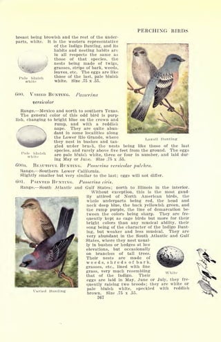 PERCHING BIRDS
breast being browish and the rest of the under-
parts, white. It is the western representative
of the Indigo Bunting, and its
habits and nesting habits are
in all respects the same as
I those of that species, the
nests being made of twigs,
grasses, strips of bark, weeds,
leaves, etc. The eggs are like
those of the last, pale bluish
white. Size .75 x .55.
Pale bluish
vhite
..
Pale bluish
white
600. VARIED BUNTING. Passerina
versicolor
Range. Mexico and north to southern Texas.
The general color of this odd bird is purp-
lish, changing to bright blue on the crown and
^^__^^ rump, and with a reddish
nape. They are quite abun-
dant in some localities along
the Lower Rio Grande, where
they nest in bushes and tan-
gled under bru&h, the nests being like those of the last
species, and rarely above five feet from the ground. The eggs
are pale bluish white, three or four in number, and laid dur-
ing May or June. Size .75 x .55.
600a. BEAUTIFUL BUNTING. Passerina versicolor pulchra.
Range. Southern Lower California.
Slightly smaller but very similar to the last; eggs will not differ.
601. PAINTED BUNTING. Passerina ciris.
Lazuli Bunting
Range. South Atlantic and
Varied Bunting
ciris.
Gulf States; north to Illinois in the interior.
Without exception, this is the most gaud-
ily attired of North American birds, the
whole underparts being red, the head and
neck deep blue, the back yellowish green, and
the rump purple, the line of demarcation be-
tween the colors being sharp. They are fre-
quently kept as cage birds but more for their
bright colors than any musical ability, their
song being of the character of the Indigo Bunt-
ing, but weaker and less musical. They are
very abundant in the South Atlantic and Gulf
States, where they nest usual-
ly in bushes or hedges at low
elevations, but occasionally
on branches of tall trees.
Their nests are made of
weeds, shreds of bark,
grasses, etc., lined with fine
grass, very much resembling white
that of the Indigo. Their
eggs are laid in May, June or July, they fre-
quently raising two broods; they are white or
pale bluish white, speckled with reddish
brown. Size .75 x .55.
367
 