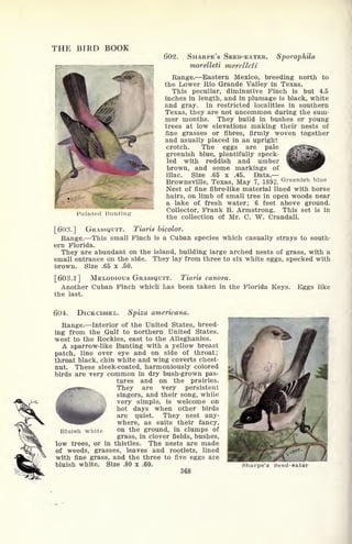 THE BIRD BOOK
Painted Bunting
602. SHARPE'S SEED-EATER. Sporophila
morelleti morelleti
Range. Eastern Mexico, breeding north to
the Lower Rio Grande Valley in Texas.
This peculiar, diminutive Finch is but 4.5
inches in length, and in plumage is black, white
and gray. In restricted localities in southern
Texas, they are not uncommon during the sum-
mer months. They build in bushes or young
trees at low elevations making their nests of
fine grasses or fibres, firmly woven together
and usually placed in an upright
crotch. The eggs are pale
greenish blue, plentifully speck-
led with reddish and umber
brown, and some markings of
lilac. Size .65 x .45. Data.
Brownsville, Texas, May 7, 1892. Greenish blue
Nest of fine fibre-like material lined with horse
hairs, on limb of small tree in open woods near
a lake of fresh water; 6 feet above ground.
Collector, Frank B. Armstrong. This set is in
the collection of Mr. C. W. Crandall.
[603.] GRASSQUIT. Tiaris bicolor.
Range. This small Finch is a Cuban species which casually strays to south-
ern Florida.
They are abundant on the island, building large arched nests of grass, with a
small entrance on the side. They lay from three to six white eggs, specked with
brown. Size .65 x .50.
[603.1] MELODIOUS GRASSQUIT. Tiaris canora.
Another Cuban Finch which has been taken in the Florida Keys. Eggs like
the last.
604<. DICKCISSEL. Spiza americana.
Range. Interior of the United States, breed-
ing from the Gulf to northern United States,
west to the Rockies, east to the Alleghanies.
A sparrow-like Bunting with a yellow breast
patch, line over eye and on side of throat;
throat black, chin white and wing coverts chest-
nut. These sleek-coated, harmoniously colored
birds are very common in dry bush-grown pas-
tures and on the prairies.
^rtf^-r- They are very persistent
/? ^^ singers, and their song, while
Ji -;*;, very simple, is welcome on
>y fill*'
hot days when other birds
pr are quiet. They nest any-
where, as suits their fancy,
Bluish white on the ground, in clumps of
grass, in clover fields, bushes,
low trees, or in thistles. The nests are made
of weeds, grasses, leaves and rootlets, lined
with fine grass, and the three to five eggs are
bluish white. Size .80 x .60.
368
Sharpe's Seed-eater
 