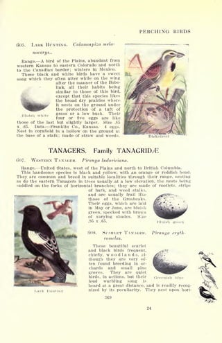 PERCHING BIRDS
605. LARK BUNTING. Calamospiza mela-
nocorys..
Range. A bird of the Plains, abundant from
western Kansas to eastern Colorado and north
to the Canadian border; winters in Mexico.
These black and white birds have a sweet
song which they often utter while on the wing
after the manner of the Bobo-
link, all their habits being
similar to those of this bird,
except that this species likes
the broad dry prairies where
it nests on the ground under
the protection of a tuft of
grass or a low bush. Their
four or five eggs are like
those of the last but slightly larger. Size .85
x .65. Data. Franklin Co., Kansas. 4 eggs.
Nest in cornfield in a hollow on the ground at
the base of a stalk; made of straw and weeds.
Bluish white
Dickcisf
TANAGERS. Family TANAGRID^E
WESTERN TANAGER. Piranga ludoviciana.
Range. United States, west of the Plains and north to British Columbia.
This handsome species is black and yellow, with an orange or reddish head.
They are common and breed in suitable localities through their range, nesting
as do the eastern Tanagers in trees usually at a low elevation, the nests being
saddled on the forks of horizontal branches; they are made of rootlets, strips
of bark, and weed stalks,
- __ and are usually frail like
those of the Grosbeaks.
Their eggs, which are laid
in May or June, are bluish
green, specked with brown
of varying shades. Size
.95 x .65.
I.ai-k Hunting
()()8. SCARLET TANAGER.
romelas.
Piranha en/th-
These beautiful scarlet
and black birds frequent,
chiefly, woodlands, al-
though they are very of-
ten found breeding in or-
chards and small pine
groves. They are quiet
birds, in actions, but their
loud warbling song is
heard at a great distance, and is readily recog-
nized by its peculiarity. They nest upon hori-
Greenish blue
24
 