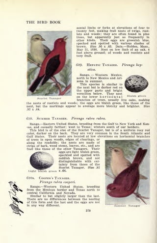 THE BIRD BOOK
zontal limbs or forks at elevations of four to
twenty feet, making frail nests of twigs, root-
lets and weeds; they are often found in pine
trees, but apparently just as frequently in
other kinds. Their eggs are greenish blue,
specked and spotted with various shades of
brown. Size .95 x .65. Data. Holden, Mass.,
May 31, 1898. Nest on low limb of an oak, 4
feet above ground; of weeds and rootlets and
very frail.
6'09. HEPATIC TANAGER. Piranga hep-
atica.
Range. Western Mexico,
north to New Mexico and Ari-
zona in summer.
This species is similar to
the next but is darker red on
the upper parts and bright
vermilion below. They nest
on the lower horizontal Bluish green
branches of trees, usually live oaks, making
the nests of rootlets and weeds; the eggs are bluish green, like those of the
next, but the markings appear to average more blotchy and brighter. Size
.92 x .64.
Scarlet Tanager
6'10. SUMMER TANAGER. Piranga rubra rubra. -
Range. Eastern United States, breeding from the Gulf to New York and Kan-
sas, and casually farther; west to Texas; winters south of our borders.
This bird is of the size of the Scarlet Tanager, but is of a uniform rosy red
color, darker on the back. They are very common in the South Atlantic and
Gulf States. Their nests are located at low elevations on horizontal branches
of trees in open woods, edges of clearings, or
along the roadside; the nests are made of
strips of bark, weed stems, leaves, etc., and are
frail like those of the other Tanagers. Their
eggs are light bluish green,
speckled and spotted with
reddish brown, and not
distinguishable with cer-
tainty from those of the
^^^ Scarlet Tanager. Size .92
Light bluish green X .64.
6lOa. COOPER'S TANAGER.
Piranga rubra cooperi.
Range. Western United States, breeding
from the Mexican border and Texas north to
central California and Nevada.
Similar to but slightly larger than the last.
There are no differences between the nesting
of this form and the last and the eggs are not
in any way different.
370
Summer Tanager
 