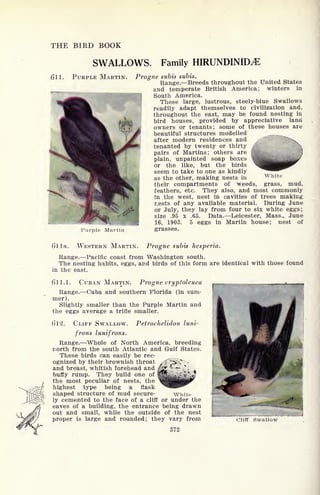 THE BIRD BOOK
SWALLOWS. Family HIRUNDINID^
611. PURPLE MARTIN. Progne subis subis.
Range. Breeds throughout the United States
and temperate British America; winters in
South America.
These large, lustrous, steely-blue Swallows
readily adapt themselves to civilization and,
throughout the east, may be found nesting in
bird houses, provided by appreciative land
owners or tenants; some of these houses are
beautiful structures modelled
after modern residences and :
x
tenanted by twenty or thirty ,,.,
pairs of Martins; others are
plain, unpainted soap boxes
or the like, but the birds
seem to take to one as kindly
as the other, making nests in
their compartments of weeds,
feathers, etc. They also, and most commonly
in the west, nest in cavities of trees making
nests of any available material. During June
*WLz, "^t ^ or July, they lay from four to six white eggs;
size .95 x .65. Data. Leicester, Mass., June
16, 1903. 5 eggs in Martin house; nest of
Purple Martin grasses.
I
White
grass, mud,
61 la. WESTERN MARTIN. Progne subis hesperia.
Range. Pacific coast from Washington south.
The nesting habits, eggs, and birds of this form are identical with those found
In the east.
611.1. CUBAN MARTIN. Progne cryptoleuca
Range. Cuba and southern Florida (in sum-
mer).
Slightly smaller than the Purple Martin and
the eggs average a trifle smaller.
6*12. CLIFF SWALLOW. Petrochelidon luni-
frons lunifrons.
Range. -Whole of North America, breeding
north from the south Atlantic and Gulf States.
These birds can easily be rec-
ognized by their brownish throat
and breast, whitish forehead and
buffy rump. They build one of
the most peculiar of nests, the
highest type being a flask
shaped structure of mud secure-
ly cemented to the face of a cliff or under the
eaves of a building, the entrance being drawn
out and small, while the outside of the nest
proper is large and rounded; they vary from
372
White
Cliff Swall
 