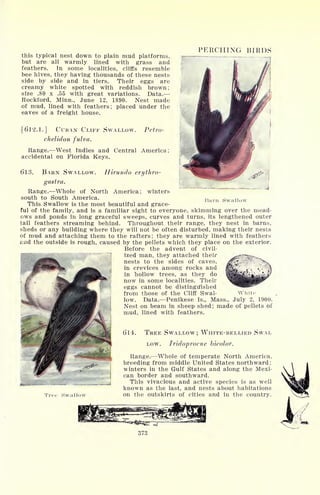 this typical nest down to plain mud platforms,
but are all warmly lined with grass and
feathers. In some localities, cliffs resemble
bee hives, they having thousands of these nests
side by side and in tiers. Their eggs are
creamy white spotted with reddish brown;
size .80 x .55 with great variations. Data.
Rockford, Minn., June 12, 1890. Nest made
of mud, lined with feathers; placed under the
eaves of a freight house.
[612.1.] CUBAN CLIFF SWALLOW. Petro-
chelidon fulva.
Range. West Indies and Central America;
accidental on Florida Keys.
PERCHING BIRDS
Hirundo erythro-
Barn Swallow
613. BARN SWALLOW.
gastra.
Range. Whole of North America; winters
south to South America.
This Swallow is the most beautiful and grace-
ful of the family, and is a familiar sight to everyone, skimming over the mead-
ows and ponds in long graceful sweeps, curves and turns, its lengthened outer
tail feathers streaming behind. Throughout their range, they nest in barns,
sheds or any building where they will not be often disturbed, making their nests
of mud and attaching them to the rafters; they are warmly lined with feathers
and the outside is rough, caused by the pellets which they place on the exterior.
Before the advent of civil-
ized man, they attached their
nests to the sides of caves,
in crevices among rocks and
in hollow trees, as they do
now in some localities. Their
eggs cannot be distinguished
from those of the Cliff Swal-
low. Data. Penikese Is., Mass., July 2, 1900.
Nest on beam in sheep shed; made of pellets of
mud, lined with feathers.
614. TREE SWALLOW; WHITE-BELLIED SWAL
LOW. Iridoprocne bicolor.
Range. Whole of temperate North America,
breeding from middle United States northward;
winters in the Gulf States and along the Mexi-
can border and southward.
This vivacious and active species is as well
known as the last, and nests about habitations
on the outskirts of cities and in the country.Ti-ee Swallow
 
