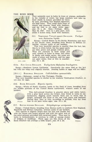 THE BIRD BOOK
They naturally nest in holes in trees or stumps, preferable
in the vicinity of water, but large numbers now take up
their abode in houses provided for them
by man, providing that English Sparrows
are kept away. They make their nests of
straws and grasses, lined with feathers,
and lay four to six plain white eggs;
size .75 x .50. Data. Portage, Mich.,
May 26, 1897. Nest in a gate post; hole
about 6 inches deep, lined with feathers.
6 15. NORTHERN VIOLET-GREEN SWALLOW. Tachyci-
neta thalassina lepida.
Range. United States in the Rocky Mountains and west
to the Pacific coast, breeding from Mexico to British Co-
lumbia; winters south of our borders.
This very beautiful species is smaller than the last, but,
like it, is white below, but the upper parts
are blue, green and purple without gloss. ^7*^- ~.^
They are common in their range and /%.
nest, usually in holes in trees, less often
in banks and under eaves; the nests are
made of grass and feathers, and the eggs
are pure white, four or five in number;
615 616 size .72 x .50.
White
6'1 5a. SAN LUCAS SWALLOW. Tachycineta thalassina brachyptera.
Range. Southern Lower California. Practically the same bird as the last
but with the wing very slightly shorter. Nesting habits or eggs will not differ.
[615.1.] BAHAMAN SWALLOW. Callichelidon cyaneoviridis.
Range. Bahamas; casual at Dry Tortugas, Florida.
This very beautiful species is similar to the western Violet-green Swallow, as
are also its eggs.
6l6. BANK SWALLOW. Riparia riparia.
Range. Whole of North America, north to the limit of trees, breeding from
the middle portions of the United States northward; winters south of our
borders.
This dull-colored Swallow is grayish above and white below,
with a gray band across the breast, they breed in holes in em-
bankments, digging small tunnels from one to three feet in
^4'* length, enlarged and lined at the end with grass and feathers.
During May, June or July, according to latitude, they lay from
White four to six pure white eggs; size .70 x .50.
ROUGH-WINGED SWALLOW. Stelgidopteryx serripennis.61
Range. United States, breeding from Mexico north to southern New England,
Manitoba and British Columbia; winters south of our borders.
This species is slightly larger than the last and similar but
with the throat and breast grayish and with the outer web of
the outer primary provided with recurved hooks. They nest in
holes in embankments, in crevices in cliffs or among stones
of bridges or buildings. Their eggs are like those of the
Bank Swallow but average a trifle larger; size .75 x .52.
374
White
 