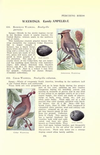 PERCHING BIRDS
WAXWINGS. Eamily AMPELID^E
0'18. BOHEMIAN WAXWING. Bombyeilla
garruins
Range. Breeds in the Arctic regions except
in the Rockies where it nearly reaches the
United States ;
winters south to the northern
tier of states.
This handsome crested, grayish brown Wax-
wing resembles the common Cedar Waxwing
but is larger (length 8
inches), has a black throat,
much white and yellow on the
wing and a yellow tip to tail.
Their nests are made of root-
lets, grass and moss, and sit-
uated in trees usually at a
low elevation. The eggs re-
semble those of the Cedar-bird, but are larger
and the marking more blotchy with indistinct
edges ;
dull bluish blotched with blackish
brown; size .95 x .70. Data. Great Slave Lake,
June 23, 1884. Nest in a willow 8 feet from
the ground. Collected for Josiah Hooper.
(Crandall collection).
Dull bluish
Bohemian Waxwing
(J19- CEDAR WAXWING. Bombyeilla cedrorum.
Range. Whole of temperate North America, breeding in the northern half
of the United States and northward.
These birds are very gregarious and go in large flocks during the greater
part of the year, splitting up into smaller
companies during the breeding season and
nesting in orchards or groves and in any kind
of tree either in an upright crotch or on a hori-
zontal bough; the nests are made of grasses,
strips of bark, moss, string, etc., and are
often quite bulky. Their eggs are of a dull
grayish blue color sharply speckled with black-
ish brown; size .85 x .60. Data. Old Say-
brook, Conn., June 22, 1900. Nest composed of
cinquefoil vines, grasses, wool and cottony sub-
stances ; situated on an ap-
ple tree branch about 10 feet
from the ground. Collector,
John N. Clark. This species
has a special fondness for
cherries, both wild and culti-
vated, and they are often
known as Cherry-birds. They
also feed upon various berries, and frequently
catch insects in the air after the manner of
Flycatchers. Their only notes are a strange
Cedar Waxwing lisping sound often barely audible.
m-
375
 