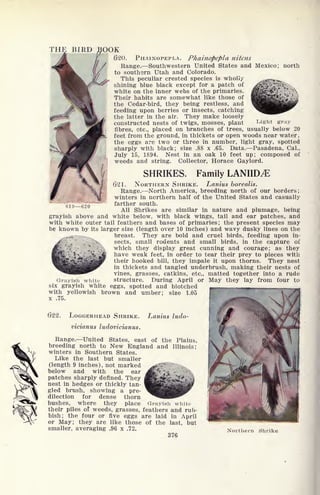 THE BIRD BOOK
620. PHAINOPEPLA. Phainopepla nitens
Range. Southwestern United States and Mexico; north
to southern Utah and Colorado.
This peculiar crested species is wholly
shining blue black except for a patch of
white on the inner webs of the primaries.
Their habits are somewhat like those of
the Cedar-bird, they being restless, and
feeding upon berries or insects, catching
the latter in the air. They make loosely
constructed nests of twigs, mosses, plant Light gray
fibres, etc., placed on branches of trees, usually below 20
feet from the ground, in thickets or open woods near water,
the eggs are two or three in number, light gray, spotted
sharply with black; size .88 x .65. Data. Pasadena, Cal.,
July 15, 1894. Nest in an oak 10 feet up; composed of
weeds and string. Collector, Horace Gaylord.
SHRIKES. Family LANIID^
621. NORTHERN SHRIKE. Lanius borealis.
Range. North America, breeding north of our borders;
winters in northern half of the United States and casually
farther south.
All Shrikes are similar in nature and plumage, being
grayish above and white below, with black wings, tail and ear patches, and
with white outer tail feathers and bases of primaries; the present species may
be known by its larger size (length over 10 inches) and wavy dusky lines on the
breast. They are bold and cruel birds, feeding upon in-
sects, small rodents and small birds, in the capture of
which they display great cunning and courage; as they
have weak feet, in order to tear their prey to pieces with
their hooked bill, they impale it upon thorns. They nest
in thickets and tangled underbrush, making their nests of
vines, grasses, catkins, etc., matted together into a rude
Grayish white structure. During April or May they lay from four to
six grayish white eggs, spotted and blotched
with yellowish brown and umber; size 1.05
x .75.
622. LOGGERHEAD SHRIKE. Lanius ludo-
vicianus ludovicianus .
Range. United States, east of the Plains,
breeding north to New England and Illinois;
winters in Southern States.
Like the last but smaller
(length 9 inches), not marked
below and with the ear
patches sharply defined. They
nest in hedges or thickly tan-
gled brush, showing a pre-
dilection for dense thorn
bushes, where they place Grayish white
their piles of weeds, grasses, feathers and rub-
bish; the four or five eggs are laid in April
or May; they are like those of the last, but
smaller, averaging .96 x .72.
376
Northern Shrike
 