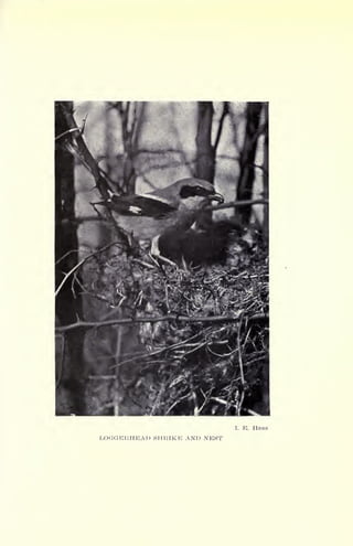 I. E. Hess
LOGGERHEAD SHRIKE AND NEST
 